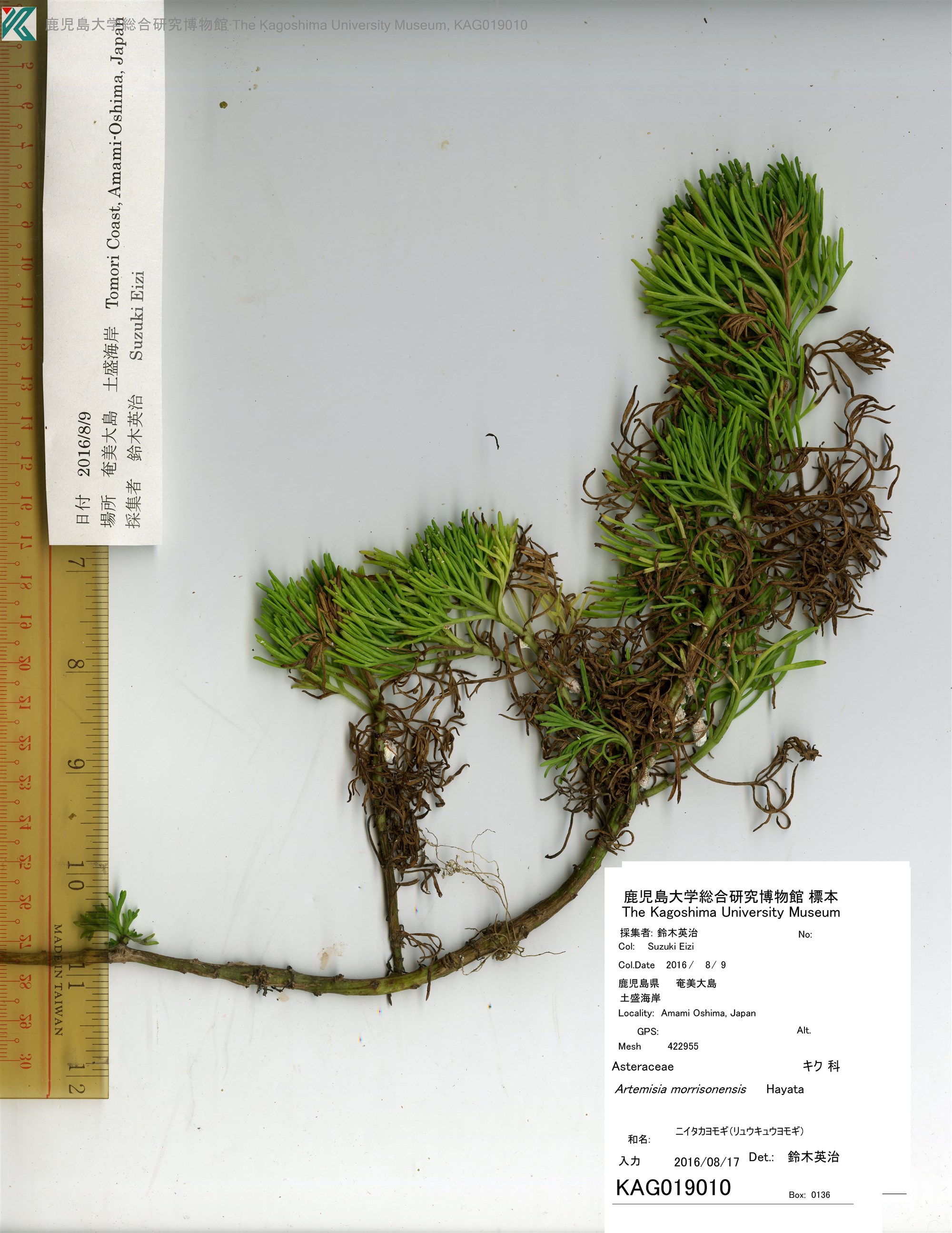 Artemisia morrisonensis (Niitakayomogi)