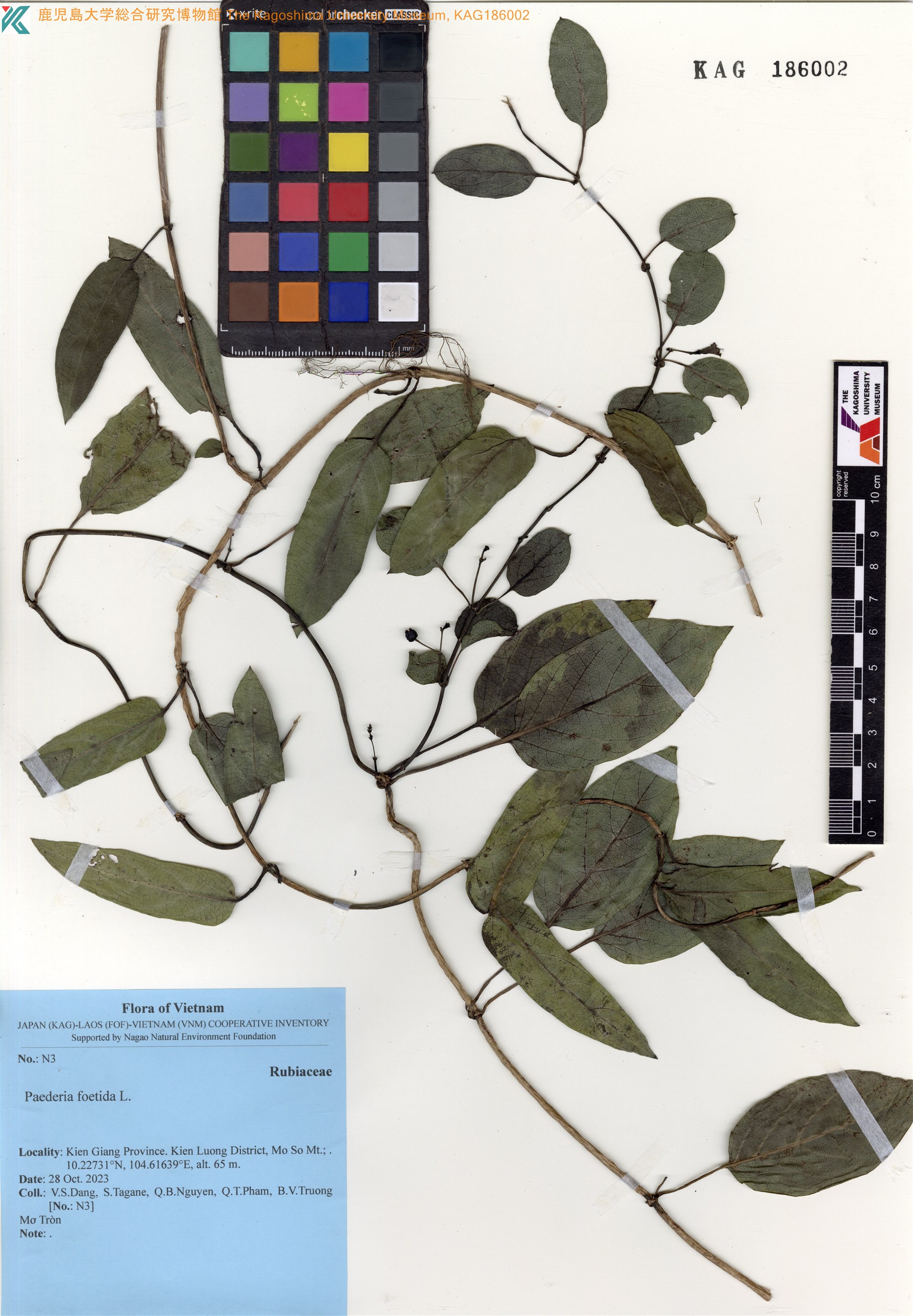 Paederia foetida — ảnh 2