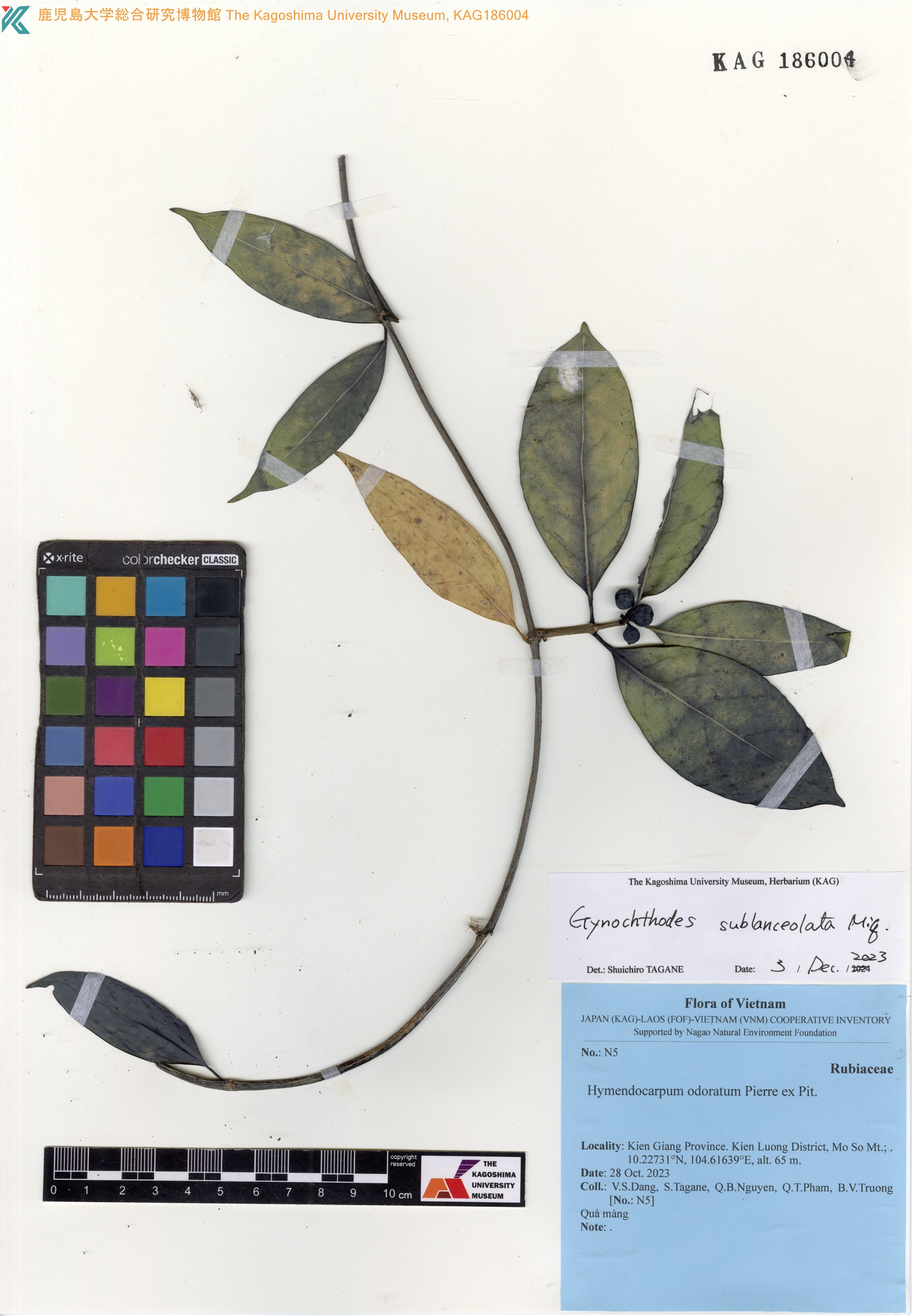 Gynochthodes coriacea (Gynochthodes coriacea)