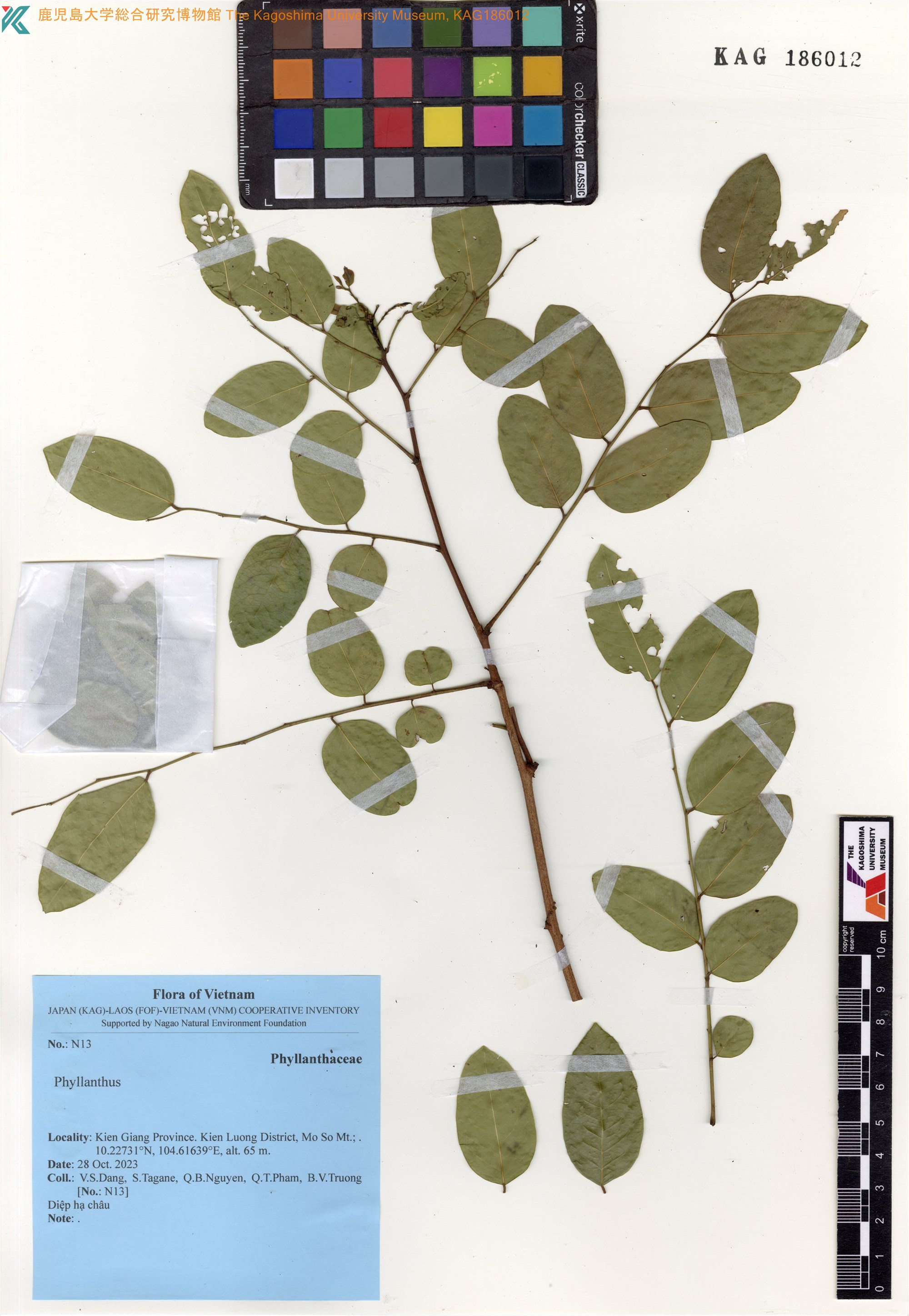 Phyllanthus microcarpus (Phyllanthus microcarpus)