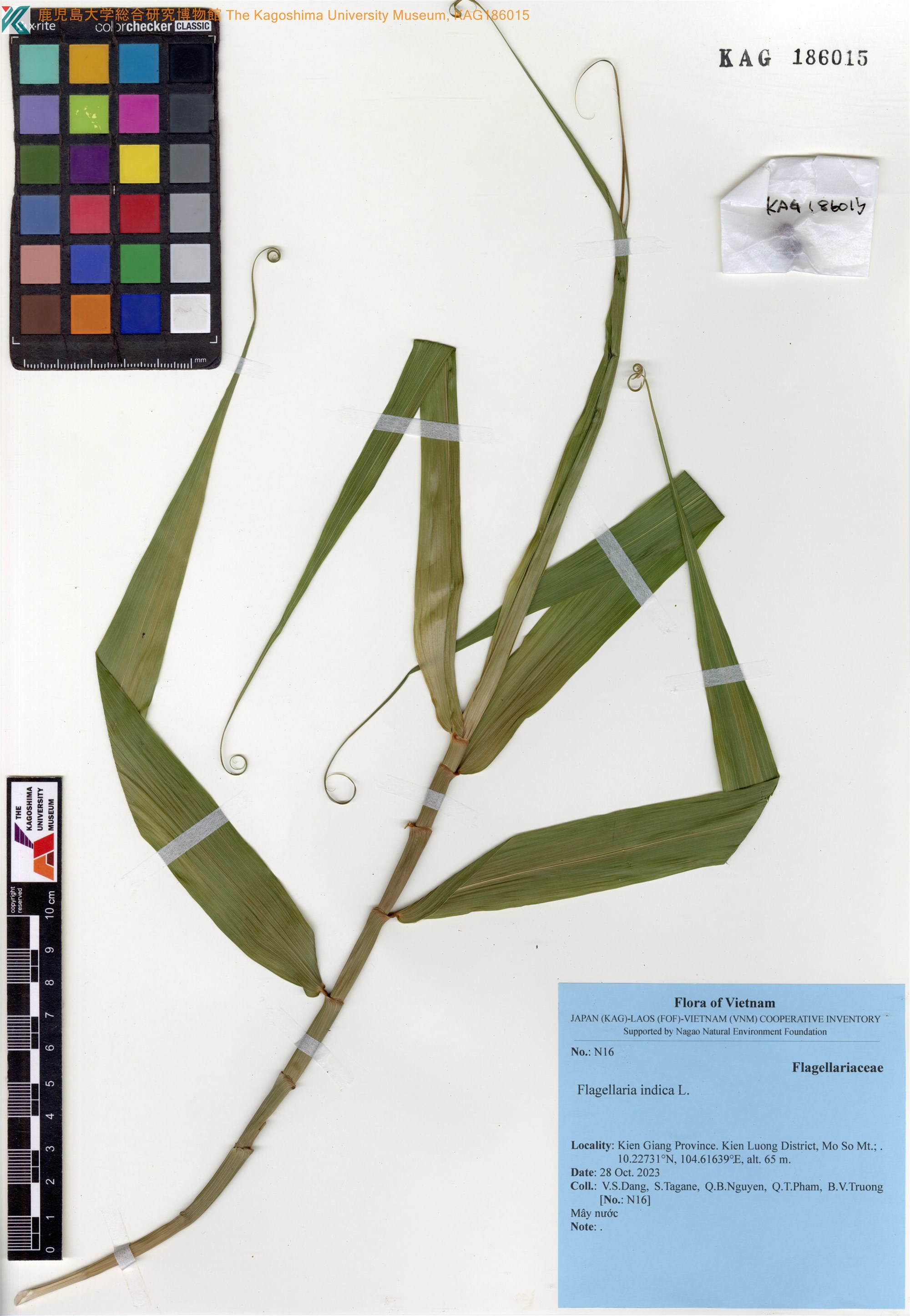Flagellaria indica — ảnh 3