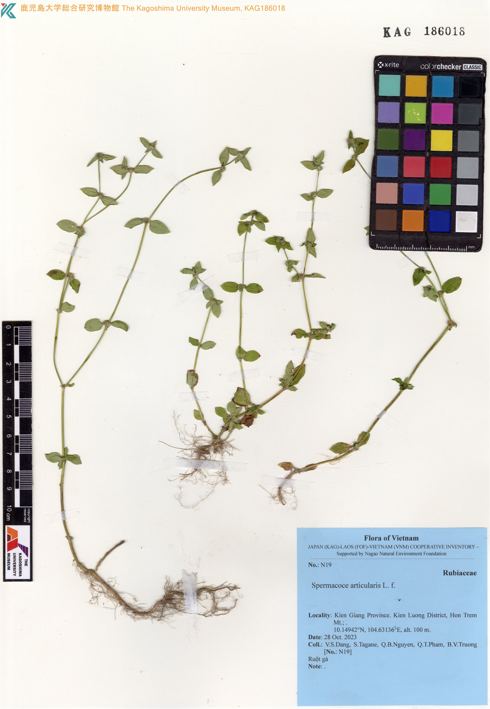 Spermacoce articularis (Spermacoce articularis)