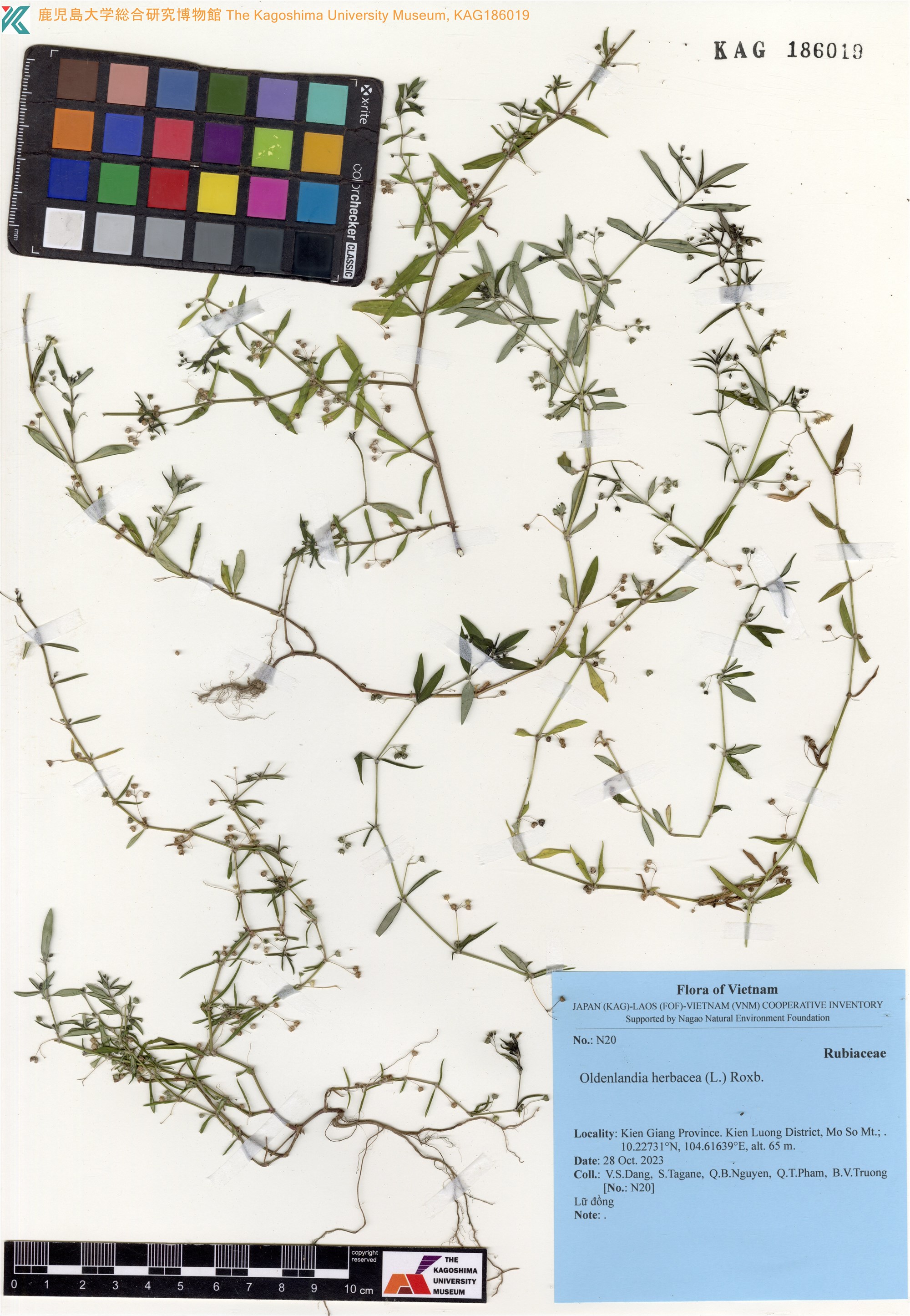 Oldenlandia herbacea (Oldenlandia herbacea)