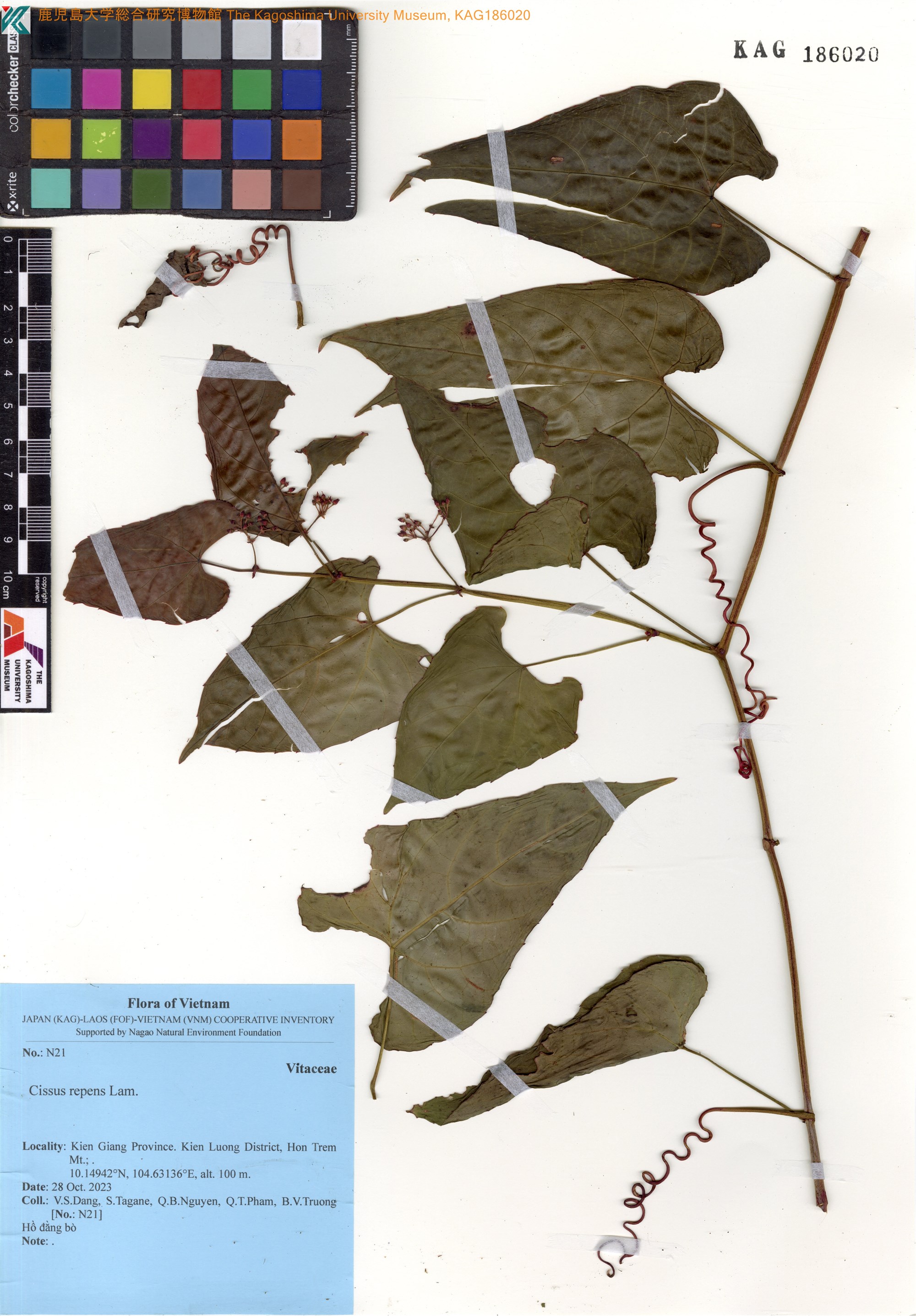 Cissus repens (Cissus repens)