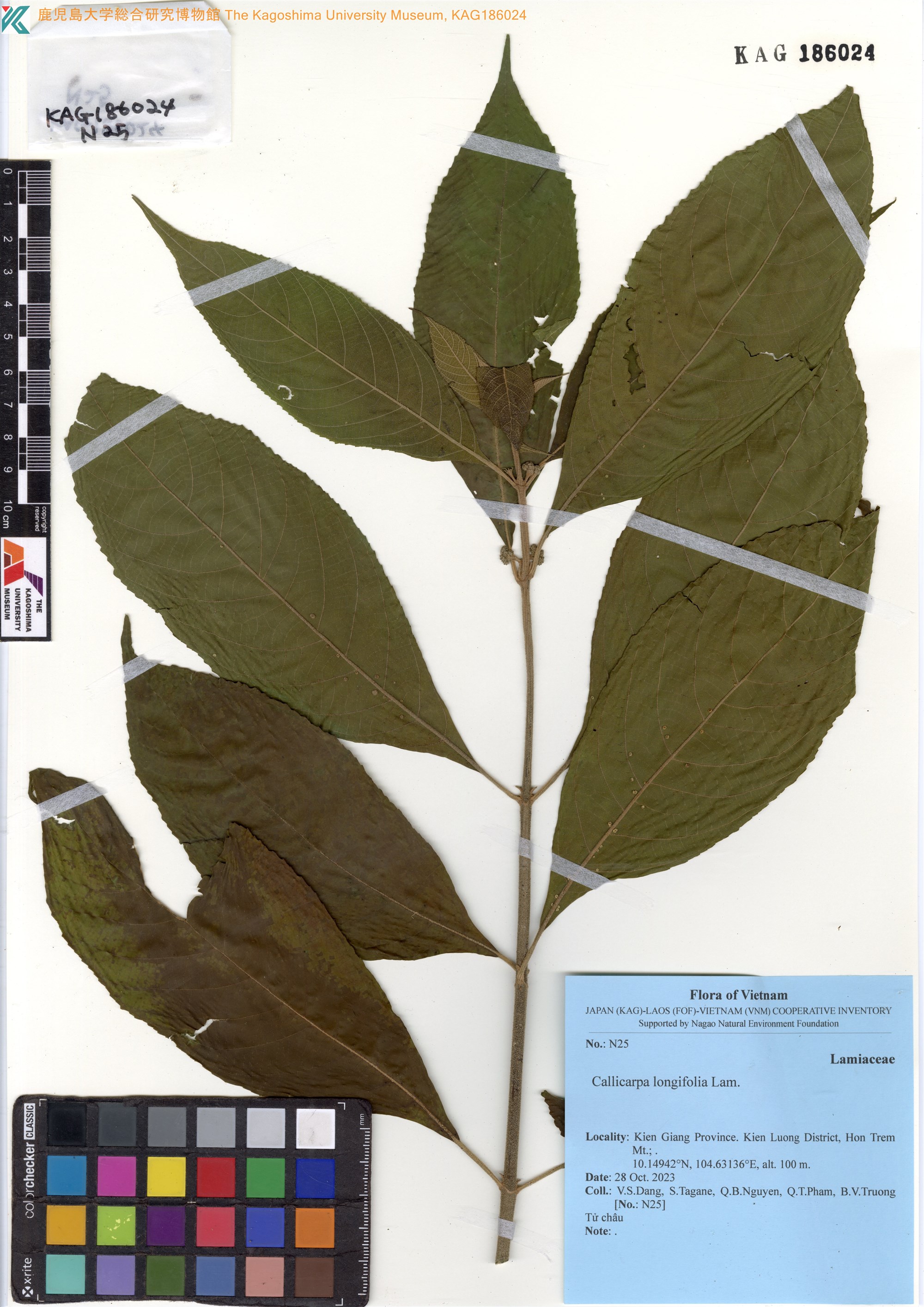 Callicarpa longifolia — ảnh 3