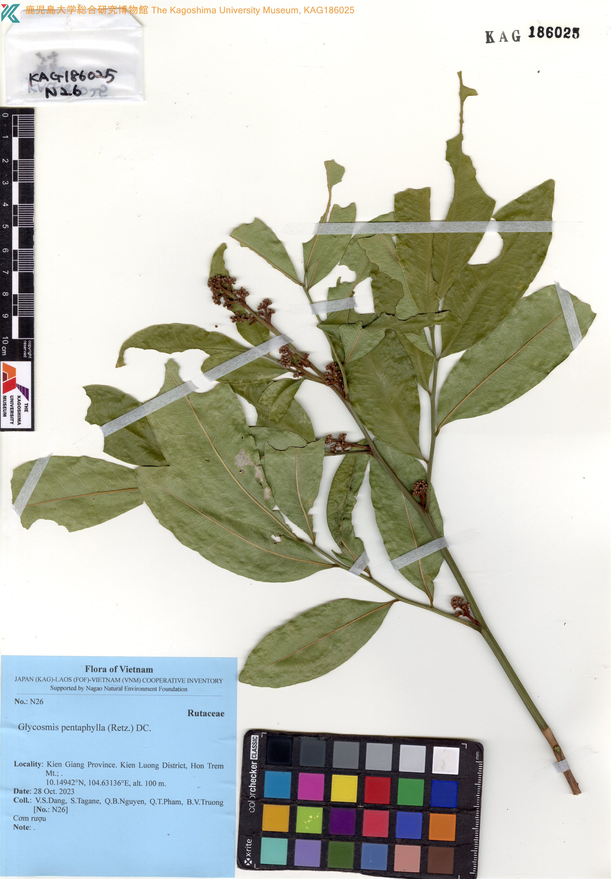 Glycosmis pentaphylla (Glycosmis pentaphylla)