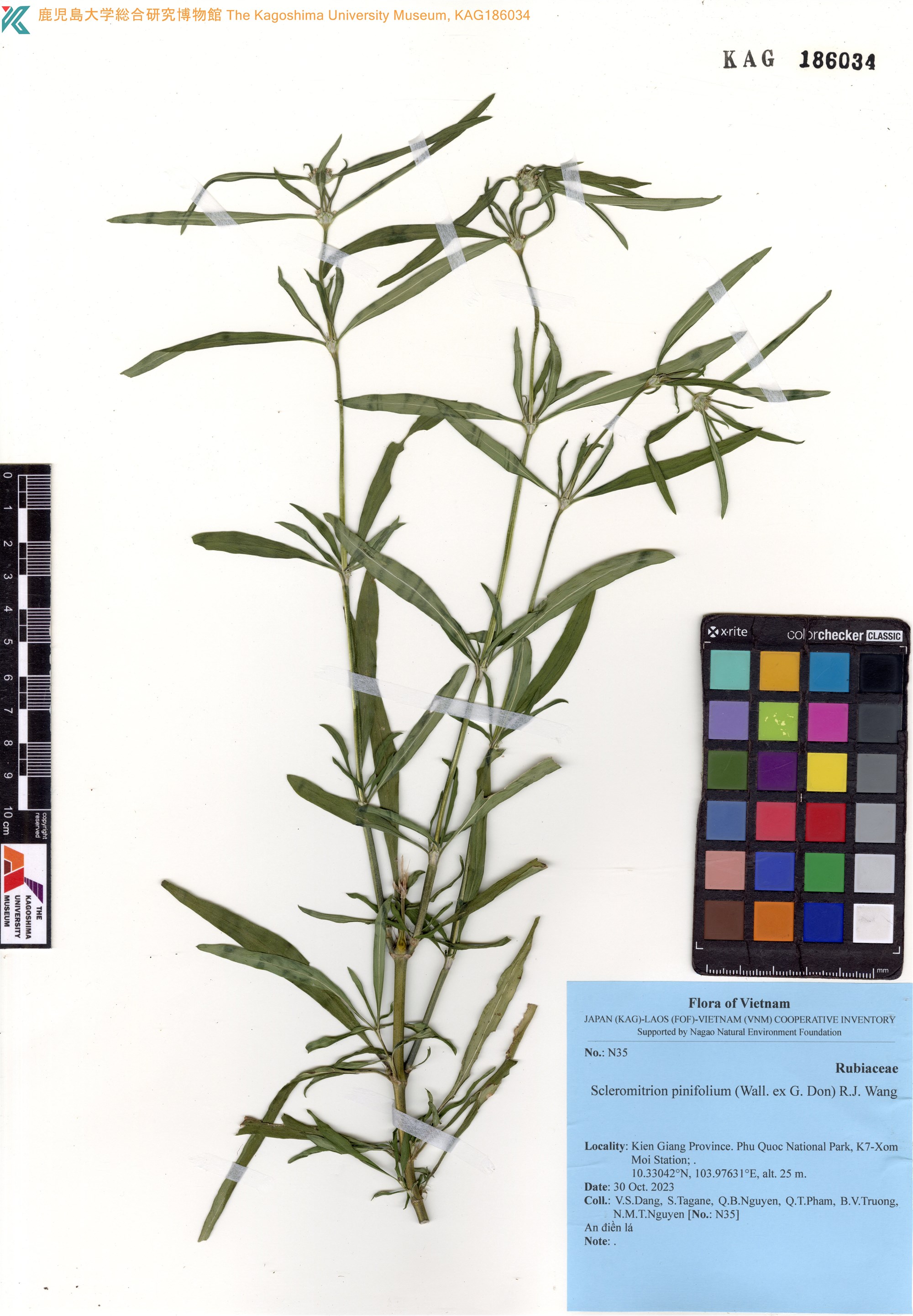 Scleromitrion pinifolium (Scleromitrion pinifolium)