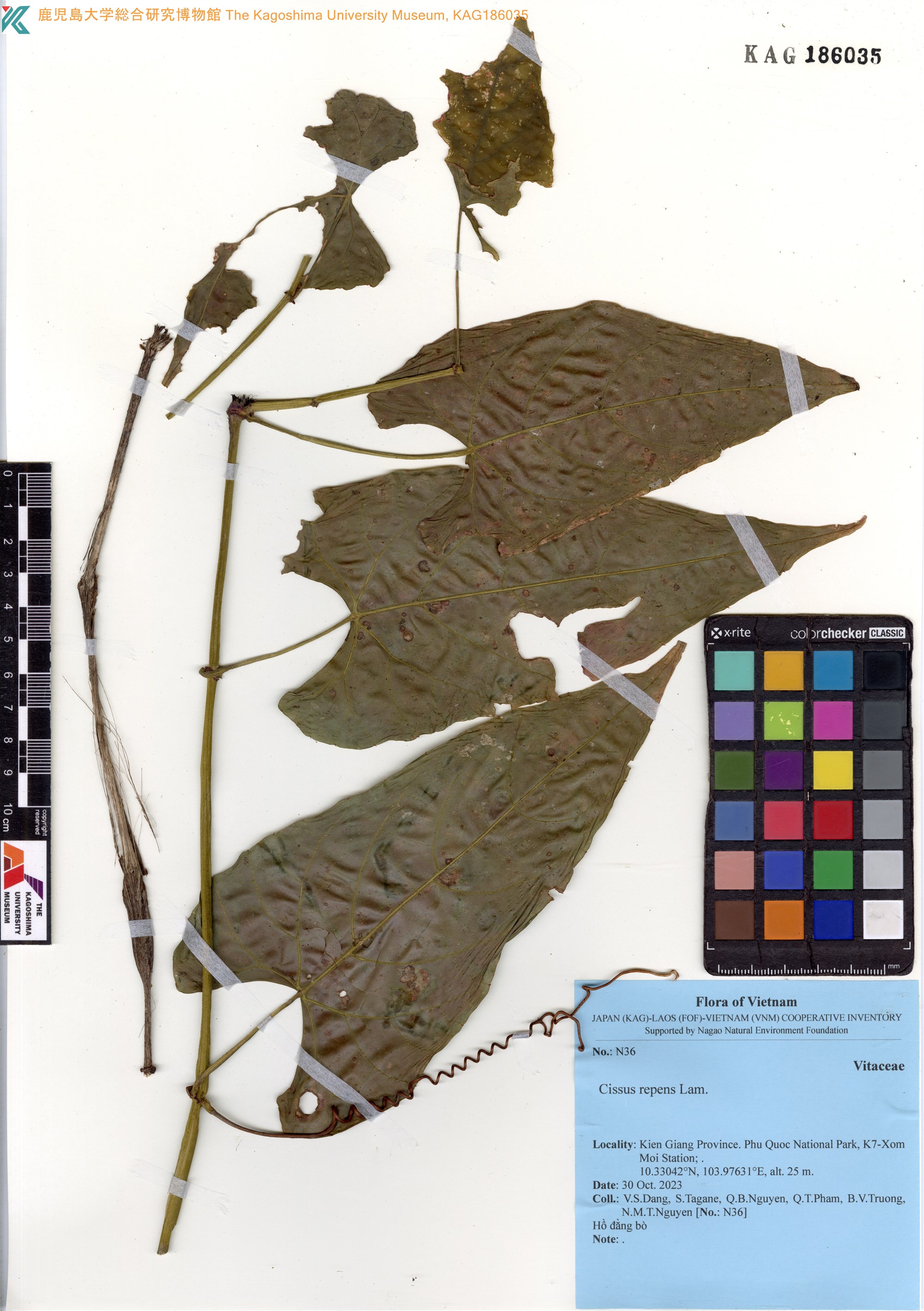 Cissus repens — ảnh 2