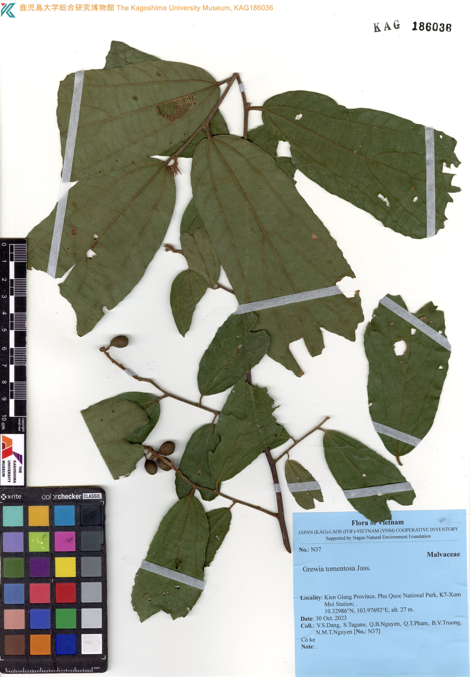 Microcos tomentosa — ảnh 2
