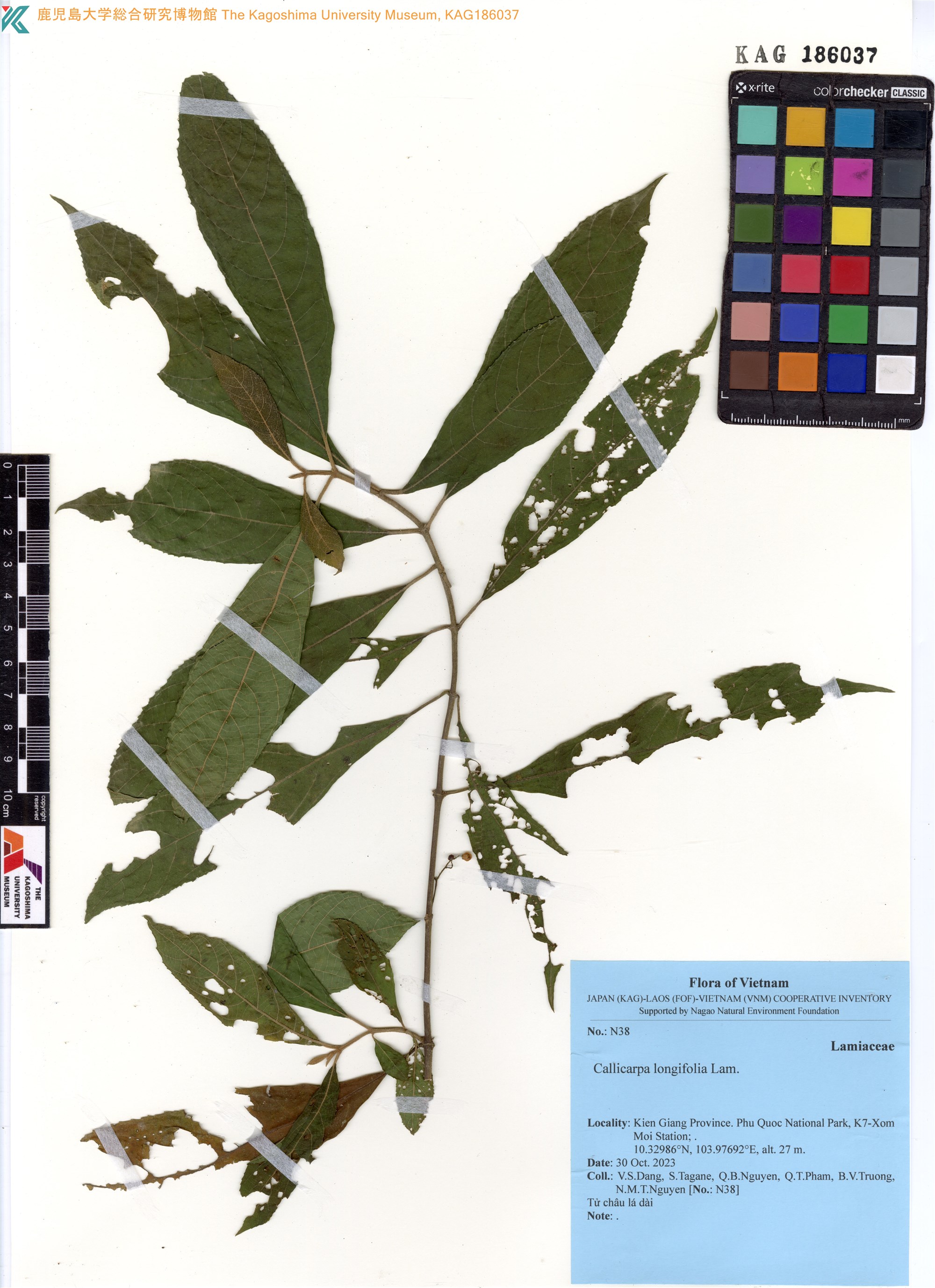 Callicarpa longifolia — ảnh 2