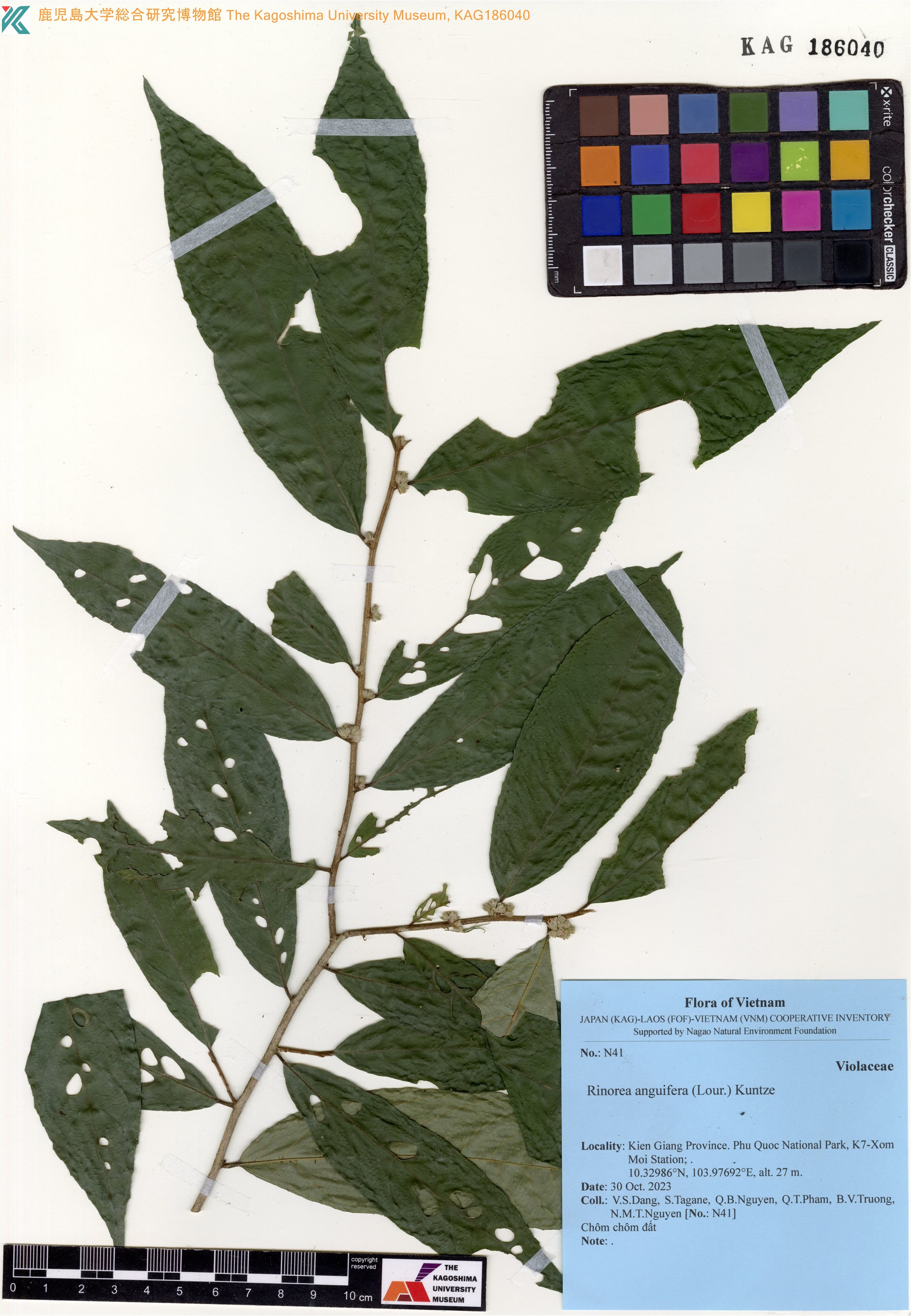 Rinorea anguifera — ảnh 3