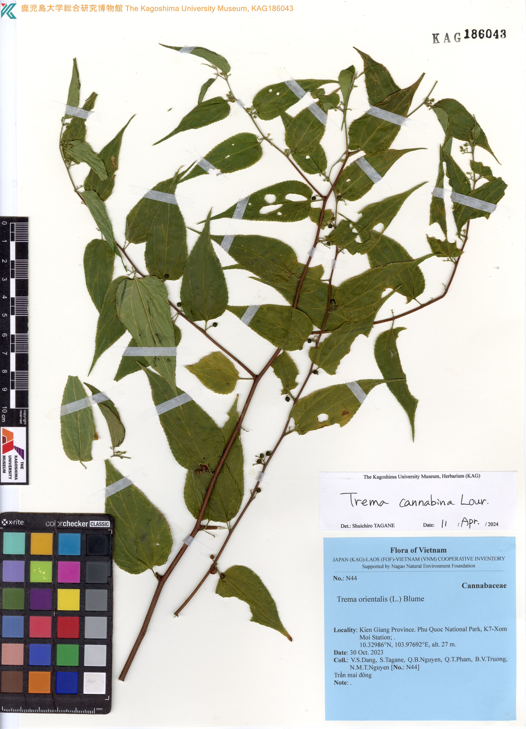 Trema cannabina (Trema cannabina)
