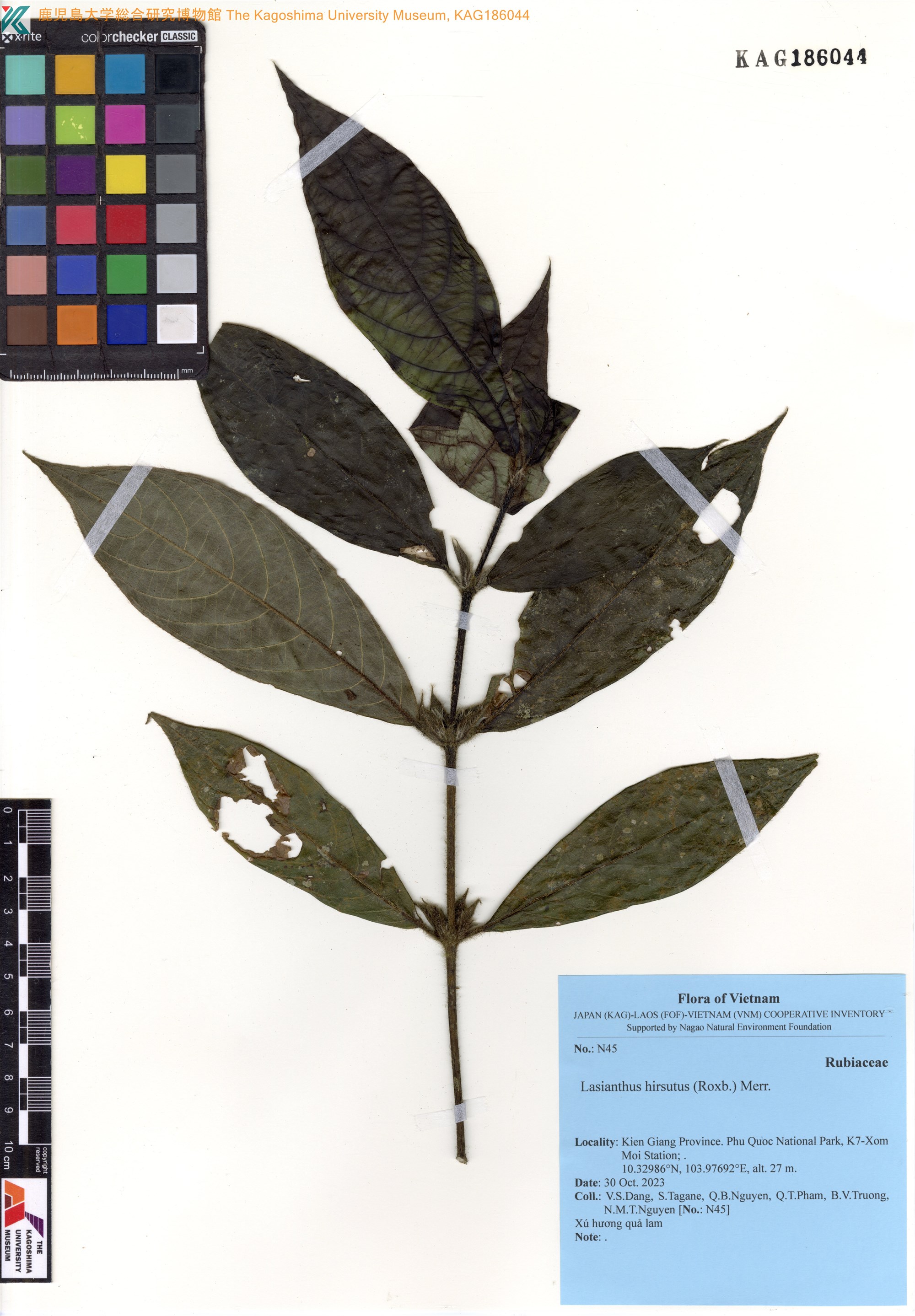 Lasianthus hirsutus (Lasianthus hirsutus)