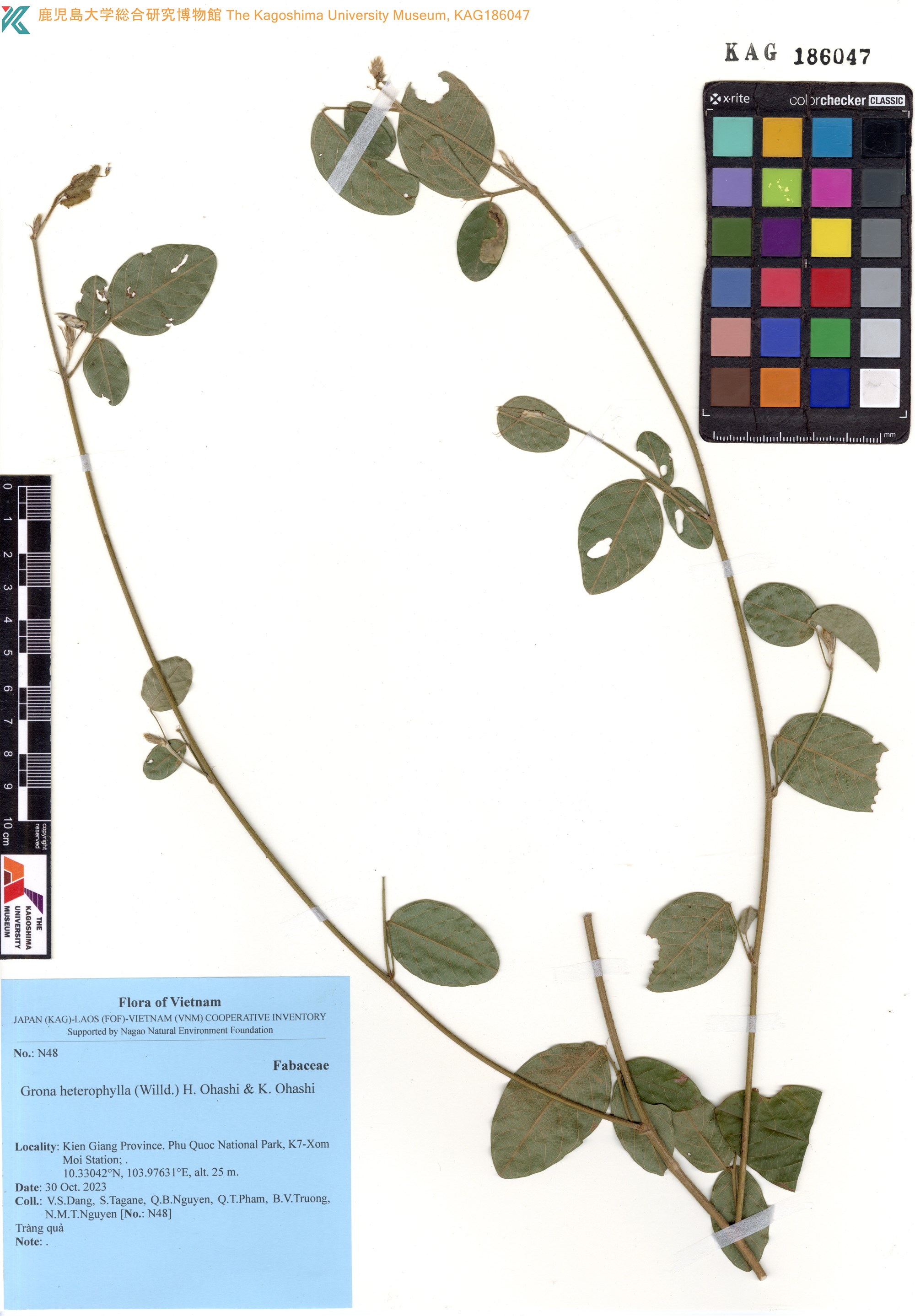 Hàn the (Grona heterophylla)