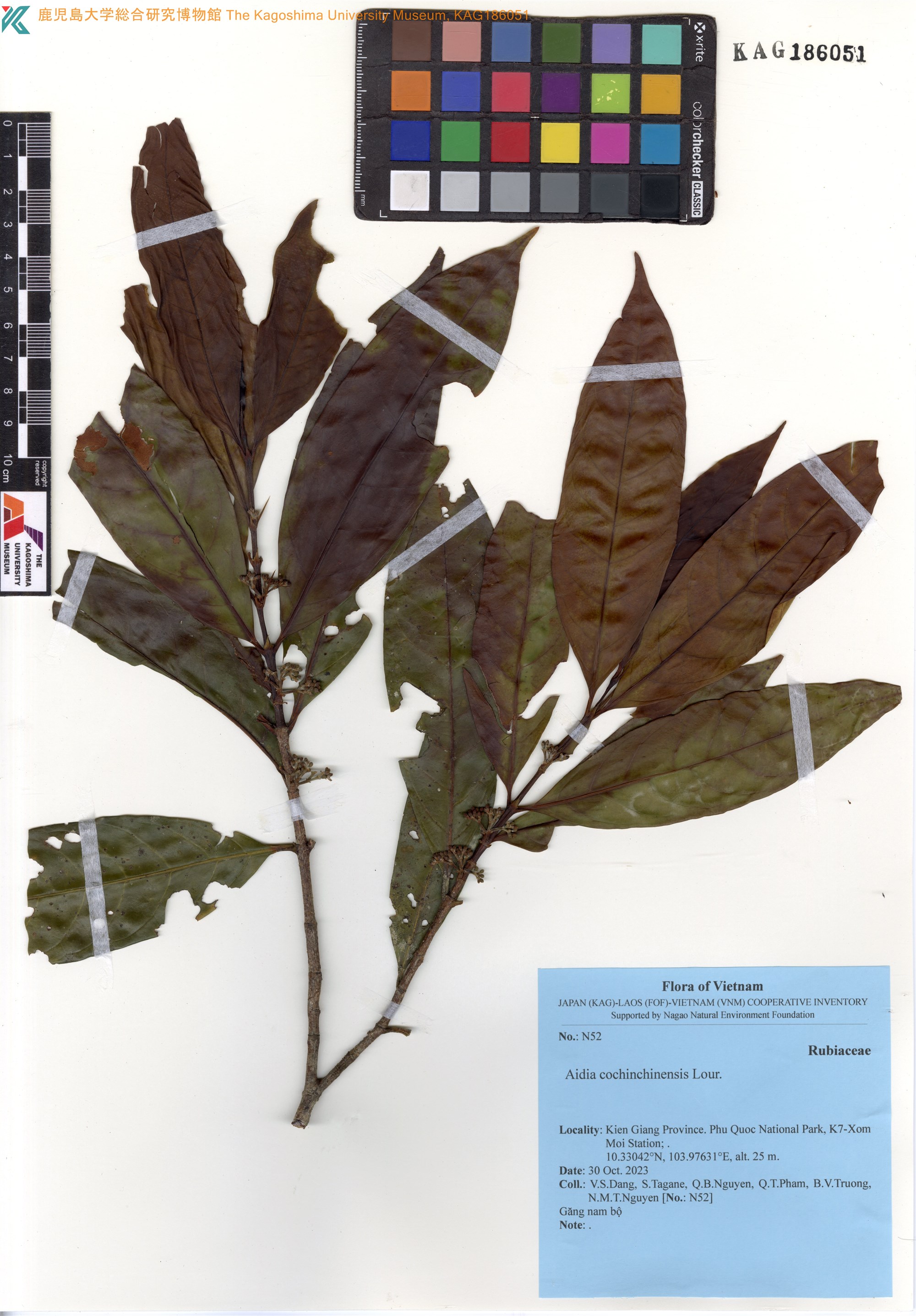 Aidia cochinchinensis (Aidia cochinchinensis)