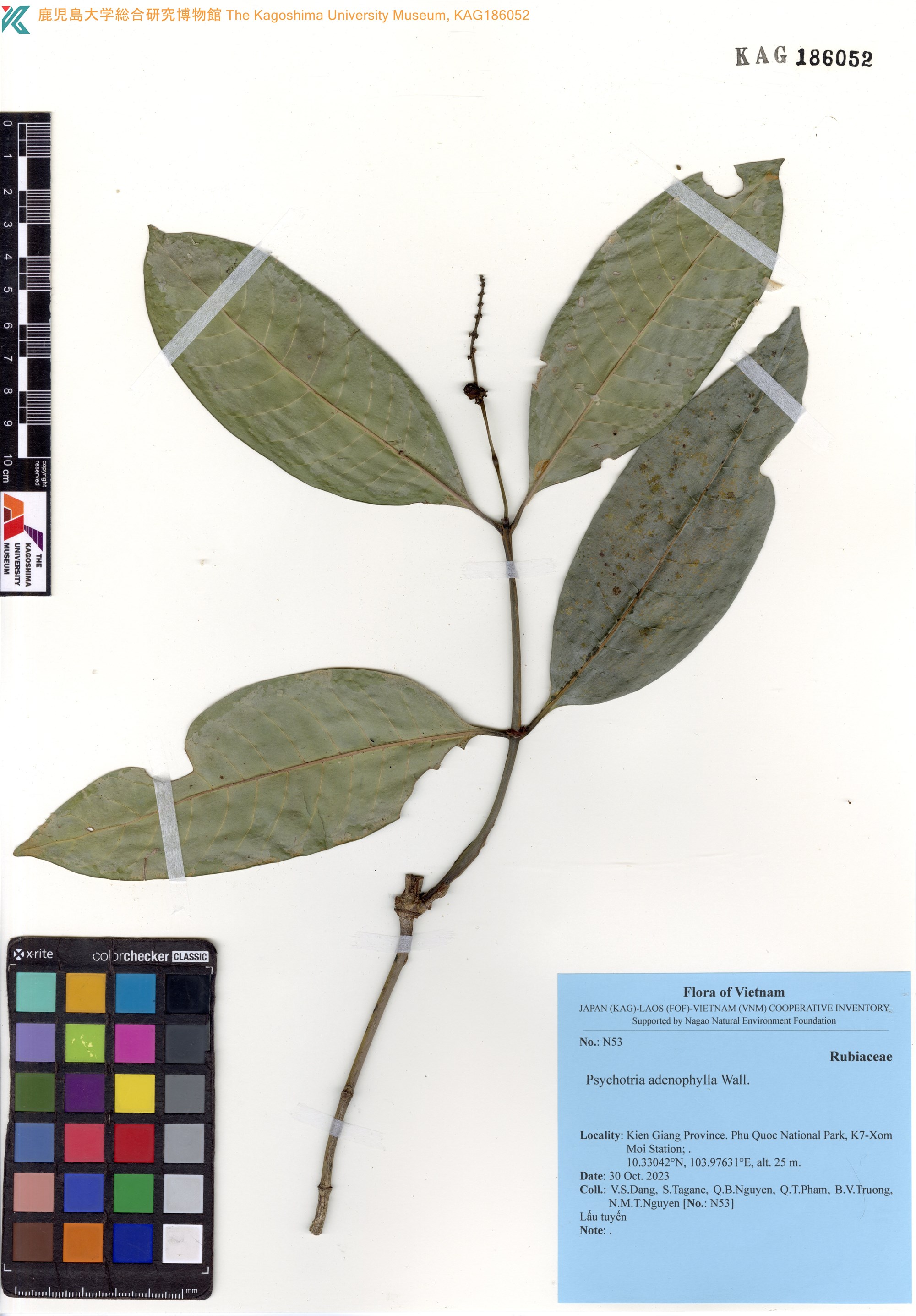 Psychotria adenophylla (Psychotria adenophylla)