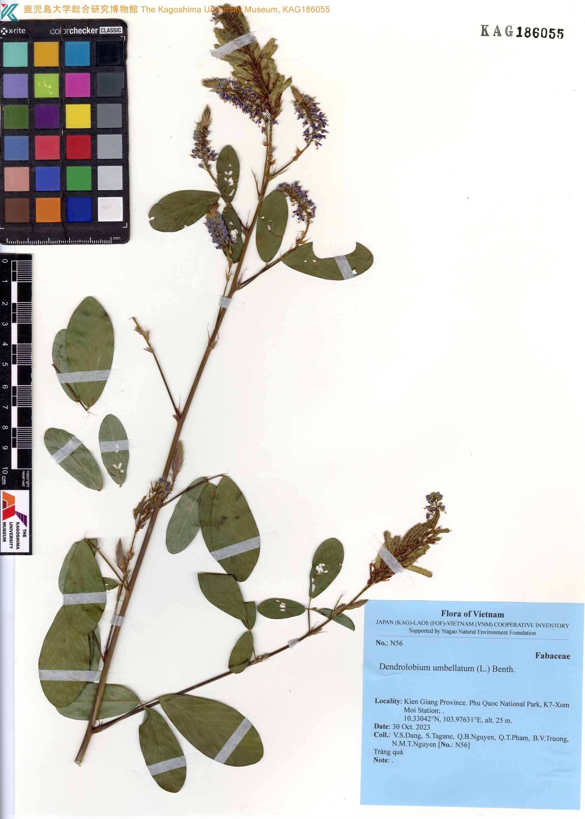 Dendrolobium umbellatum (Dendrolobium umbellatum)
