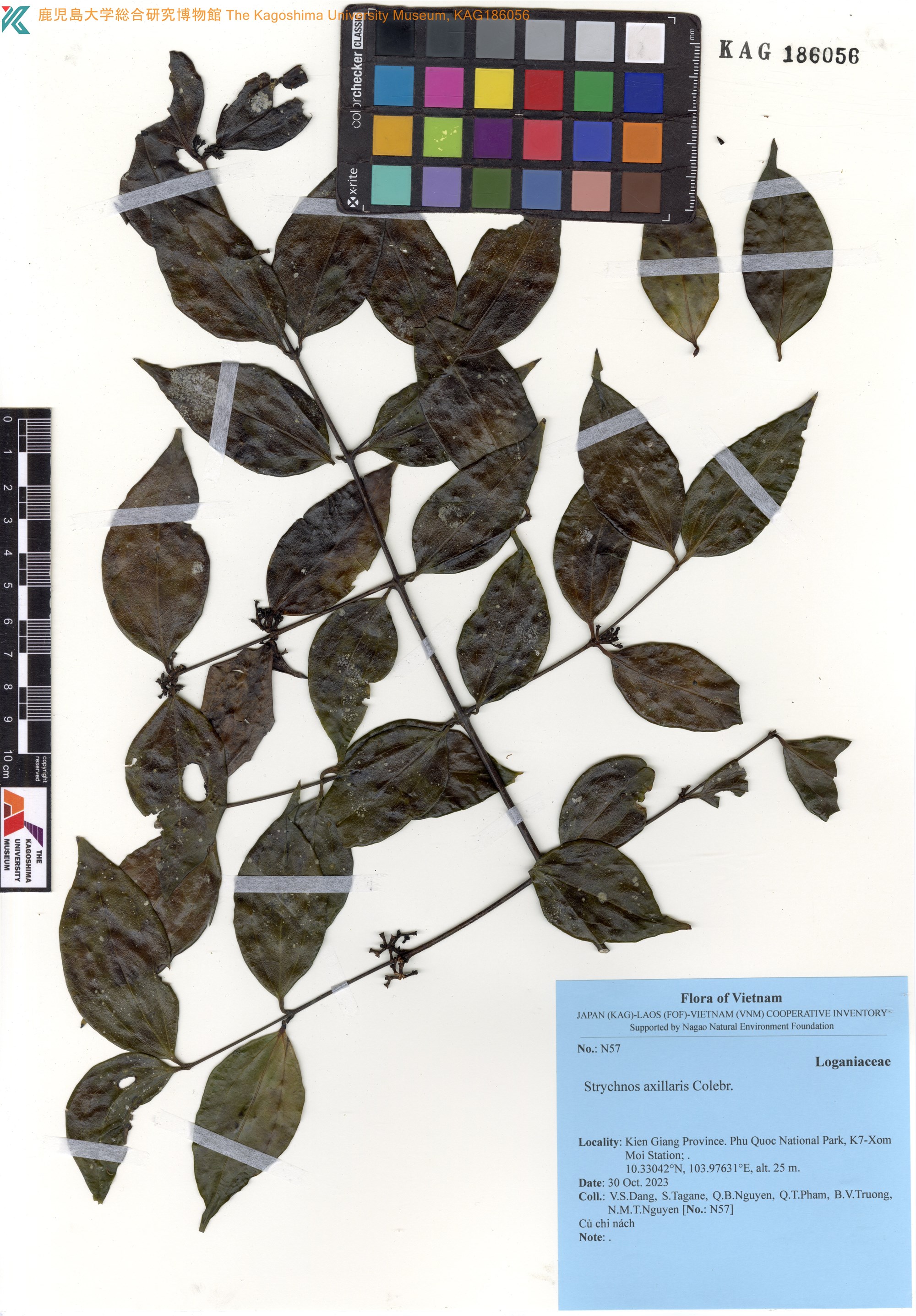 Strychnos axillaris — ảnh 2