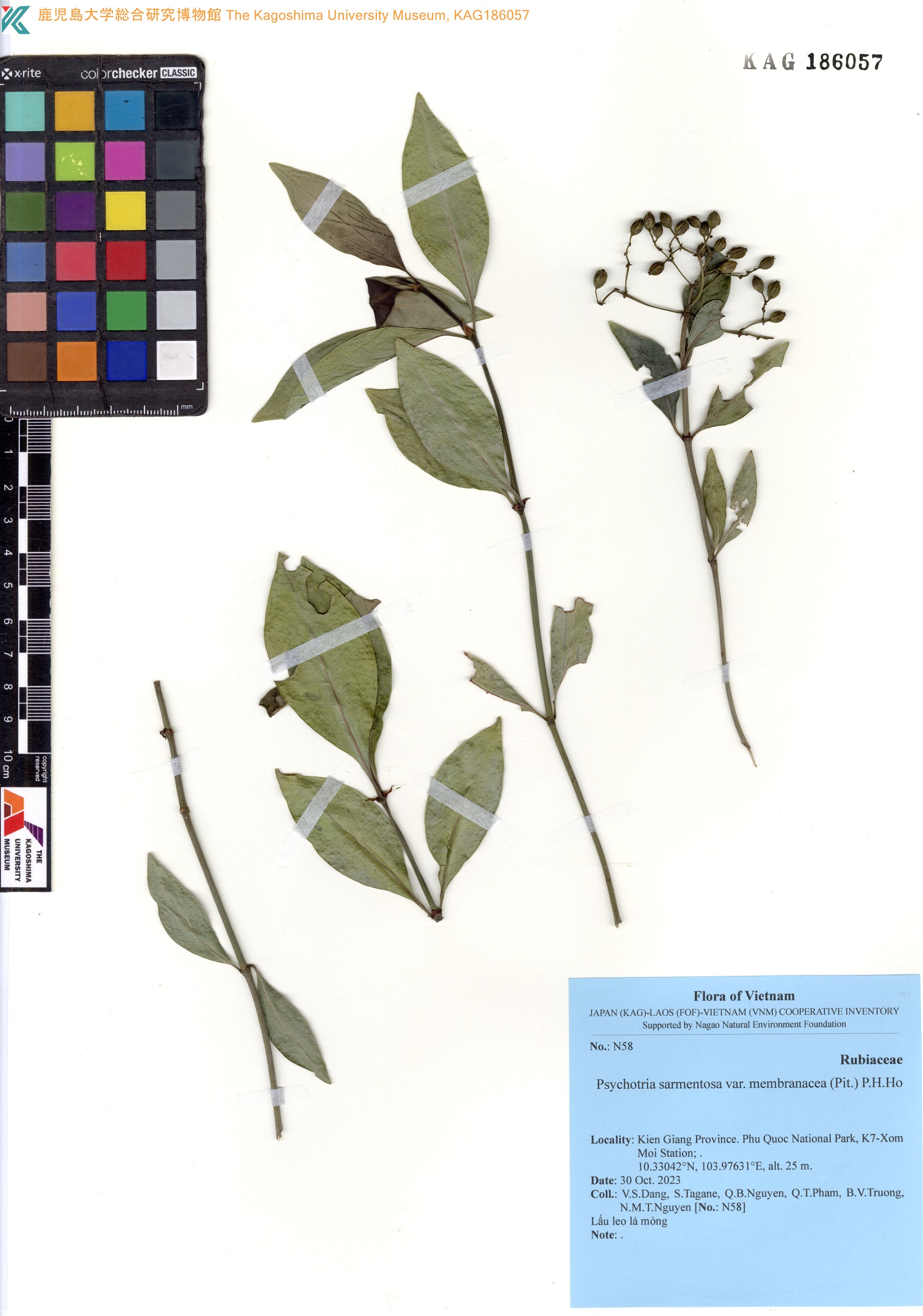 Psychotria sarmentosa (Psychotria sarmentosa)