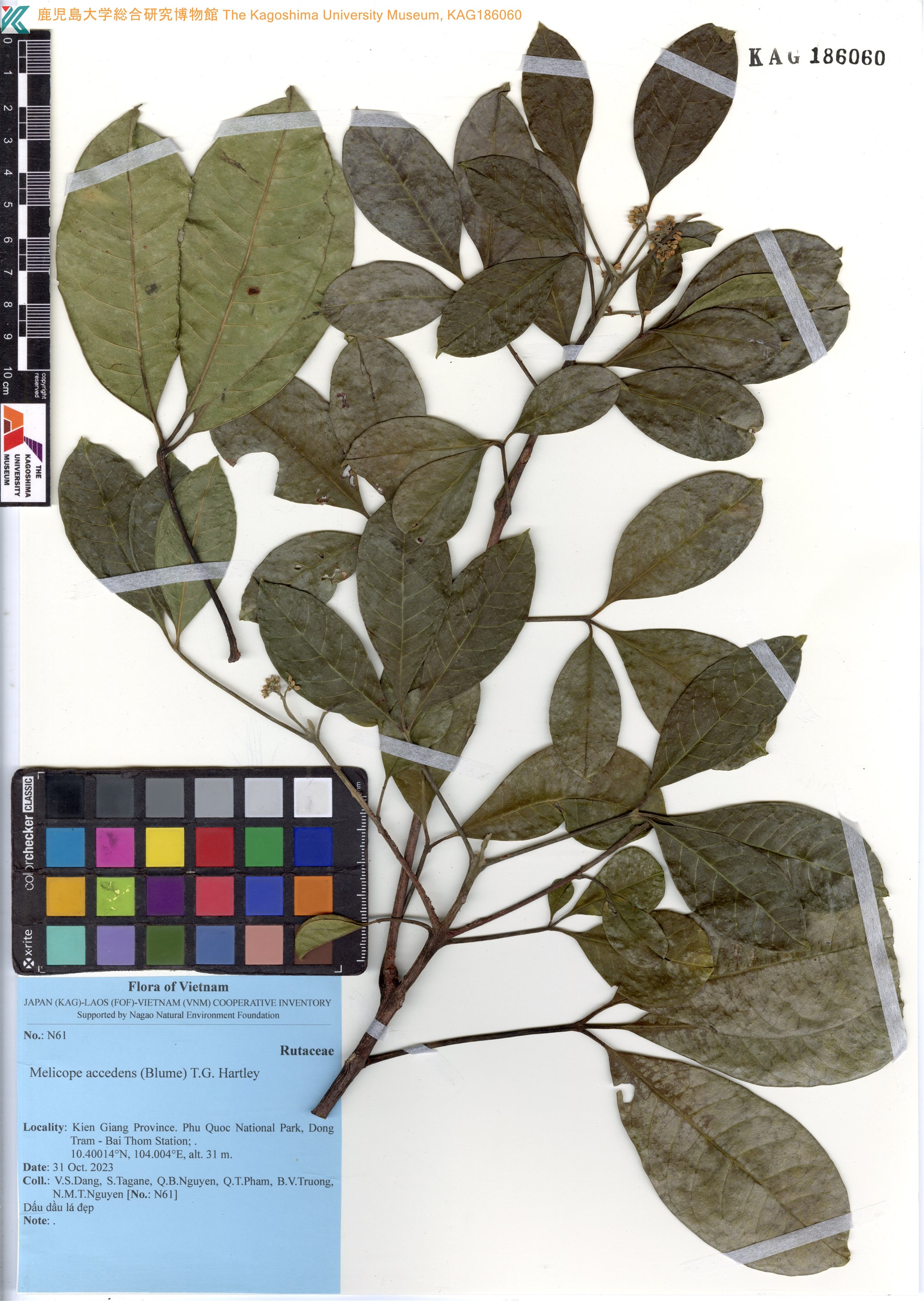 Melicope accedens (Melicope accedens)