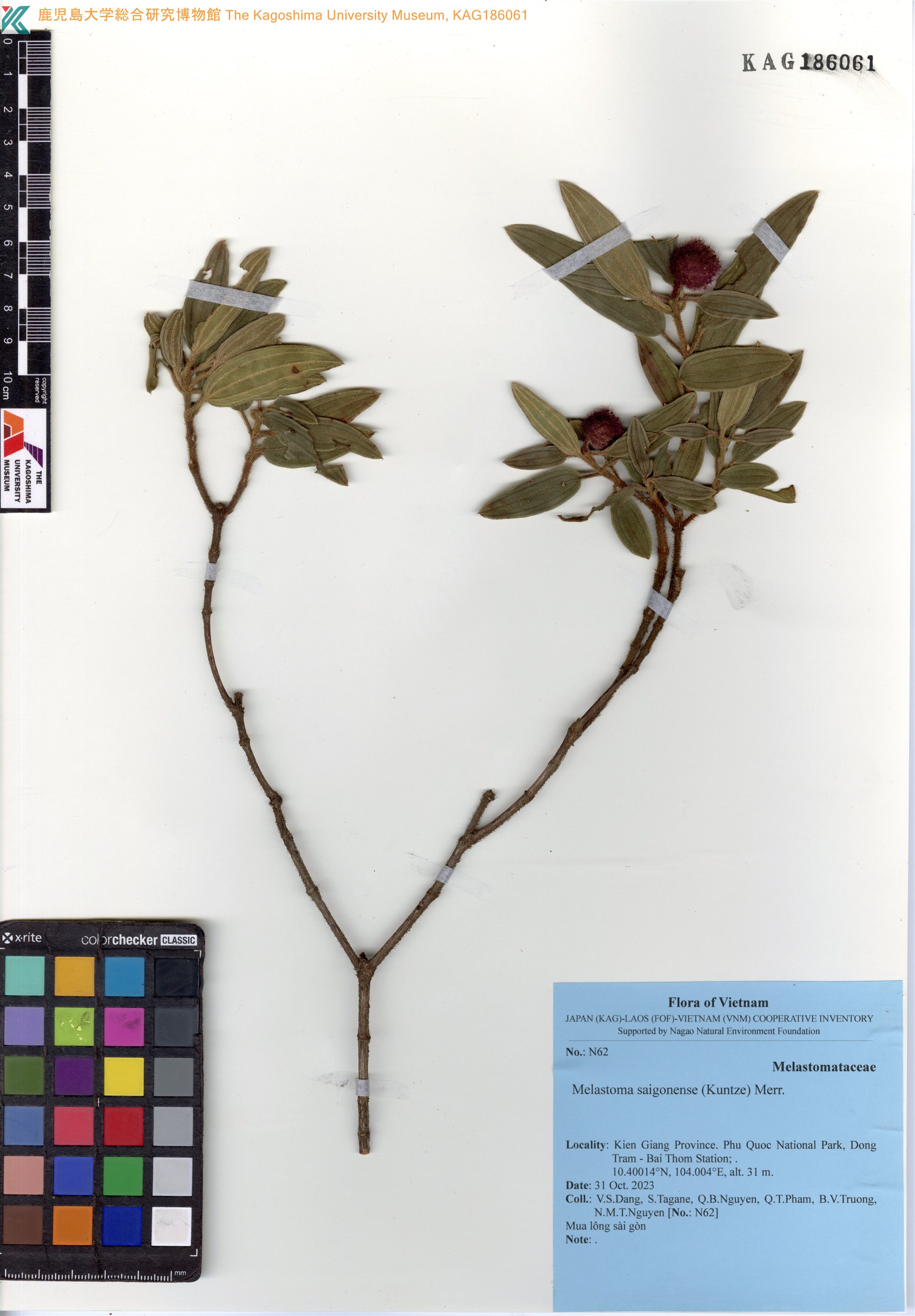 Melastoma saigonense (Melastoma saigonense)