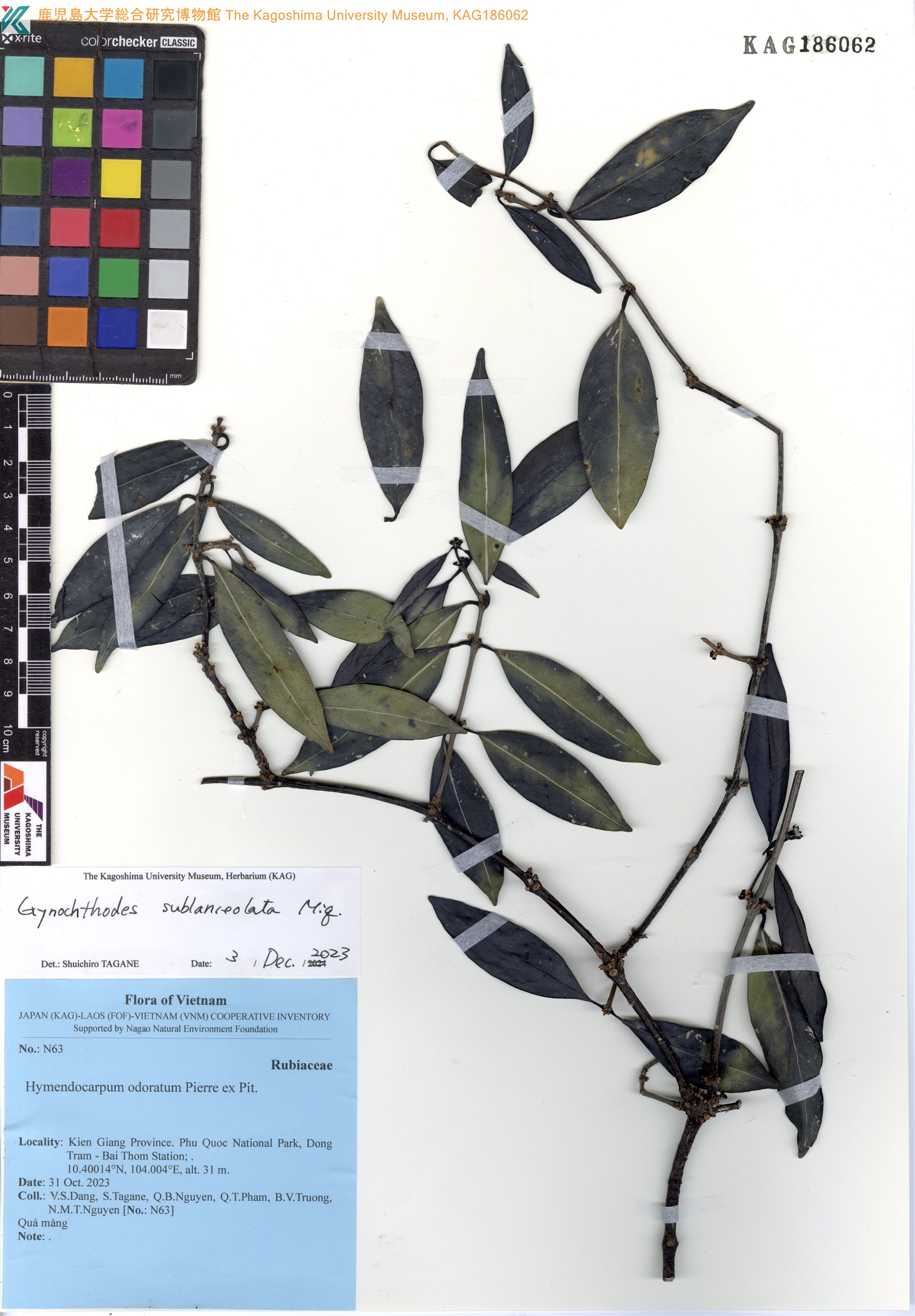 Gynochthodes coriacea — ảnh 2