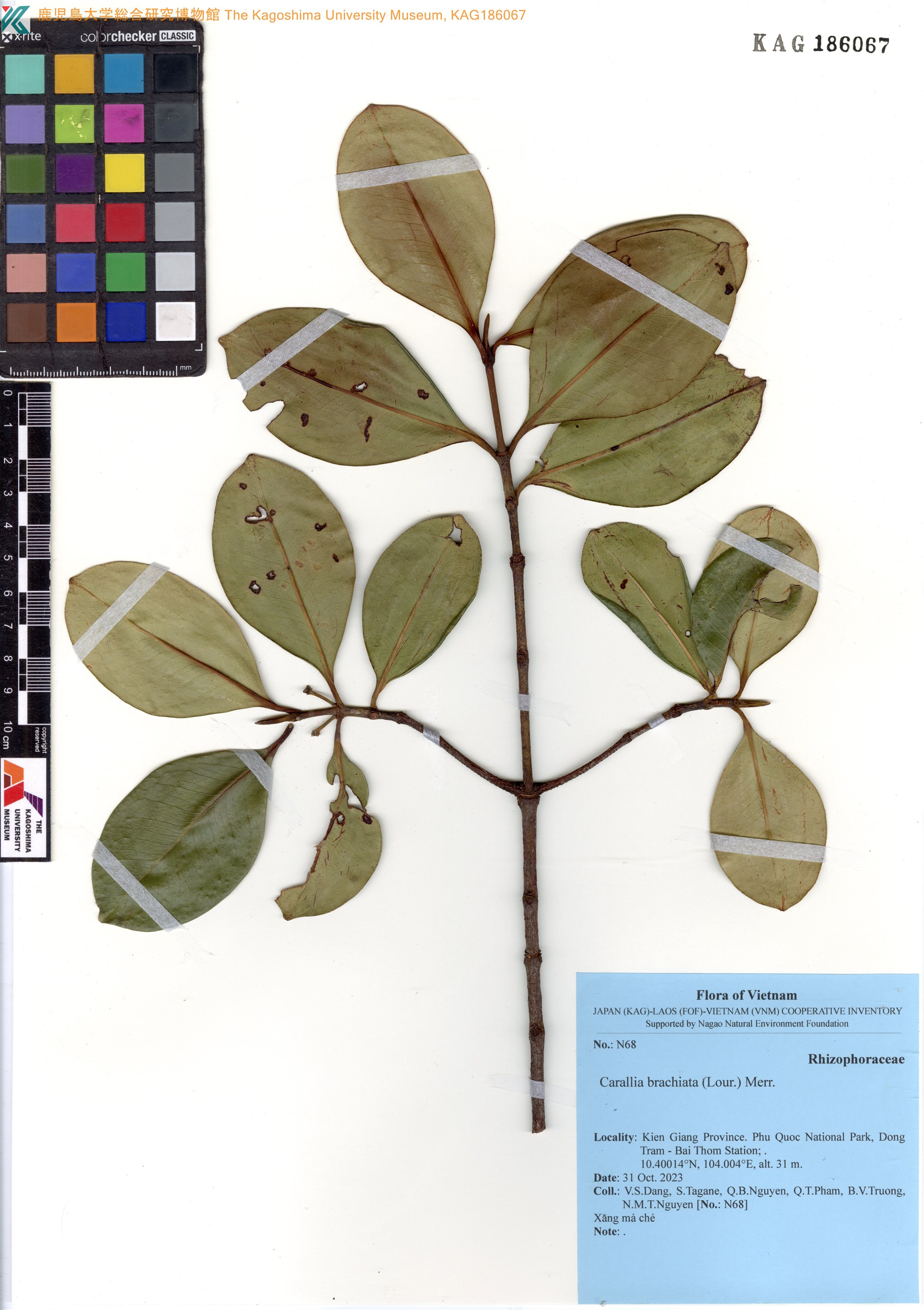 Carallia brachiata (Carallia brachiata)