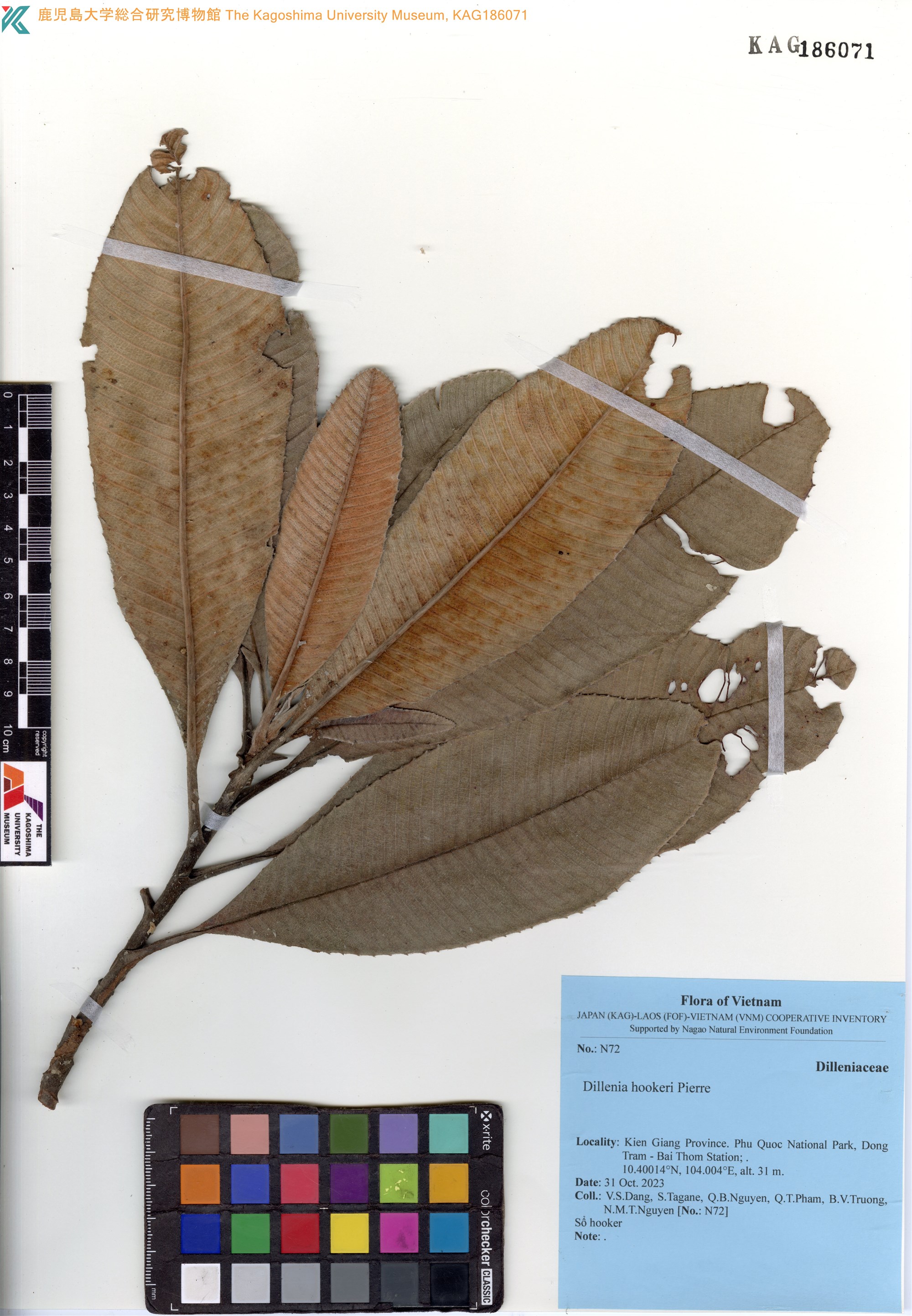 Dillenia hookeri (Dillenia hookeri)