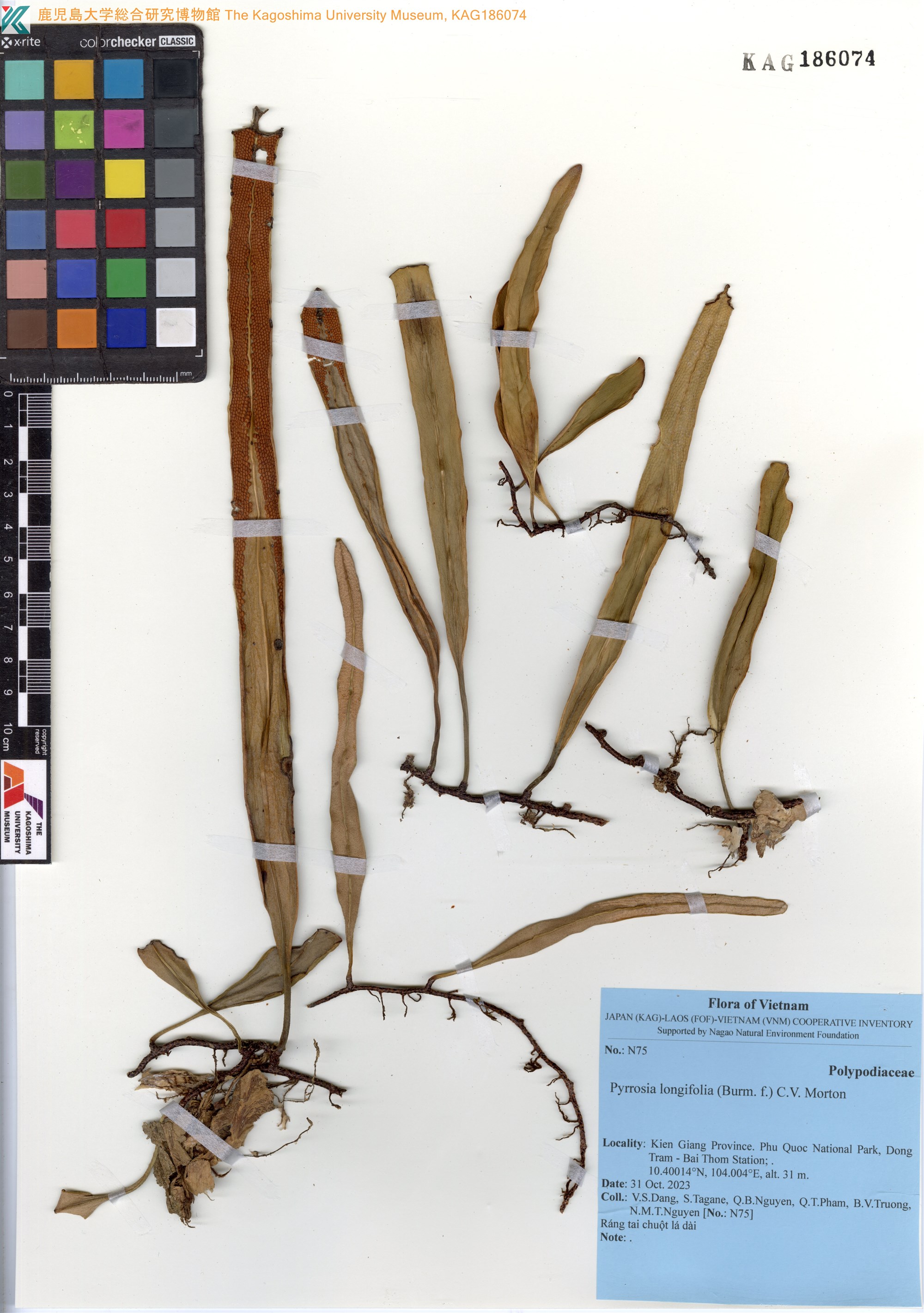 Pyrrosia longifolia (Pyrrosia longifolia)