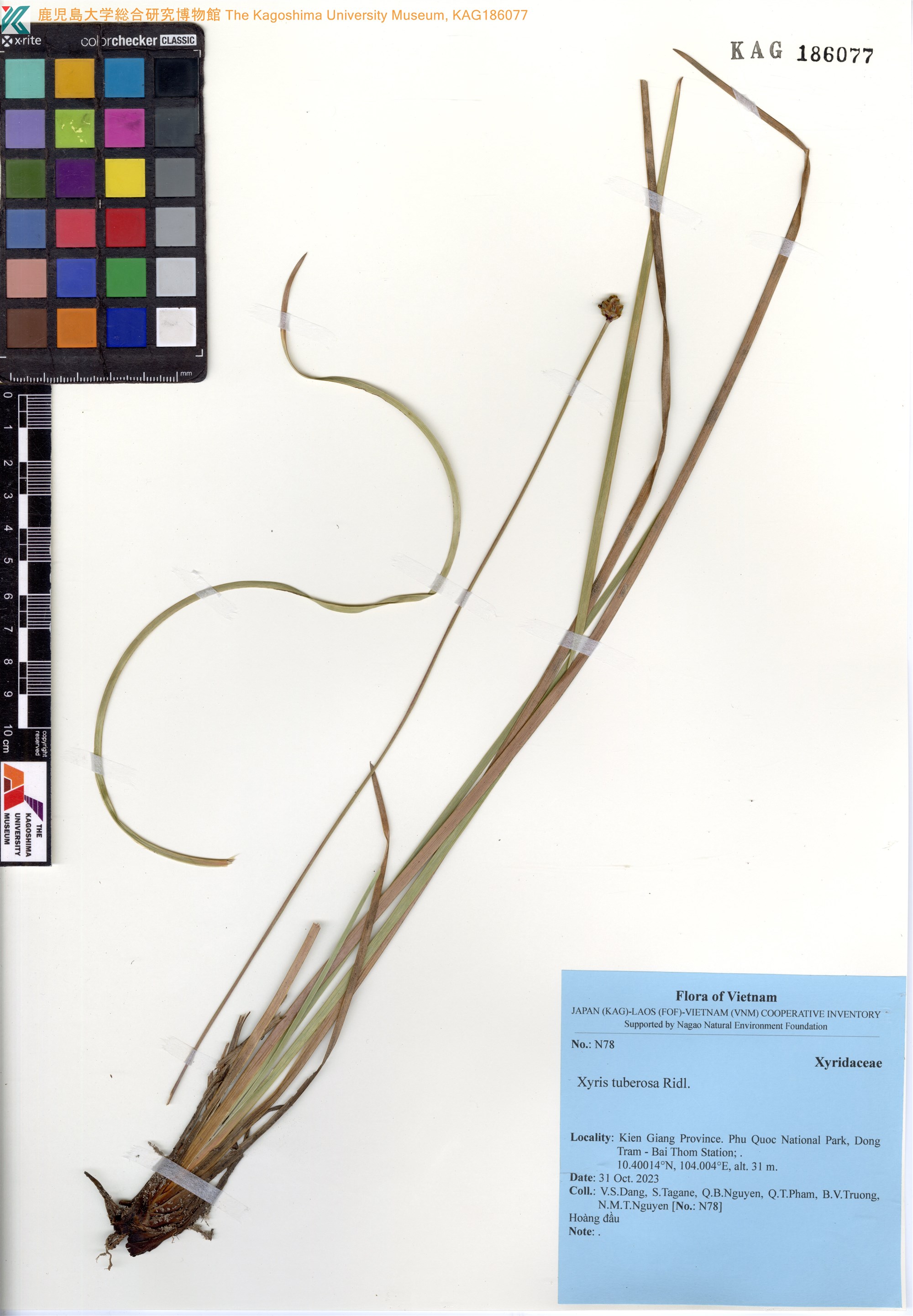 Xyris tuberosa (Xyris tuberosa)