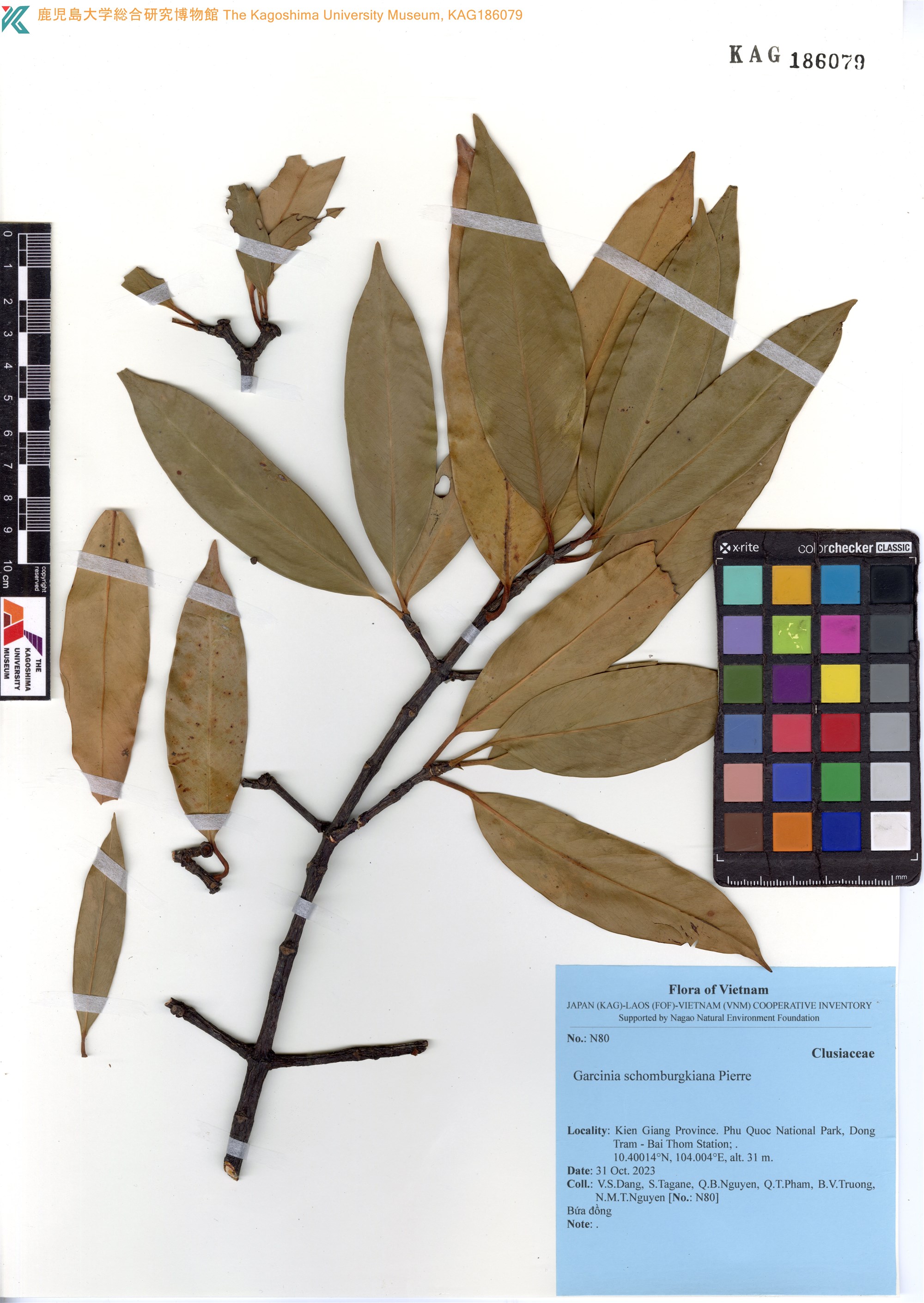 Garcinia schomburgkiana (Garcinia schomburgkiana)