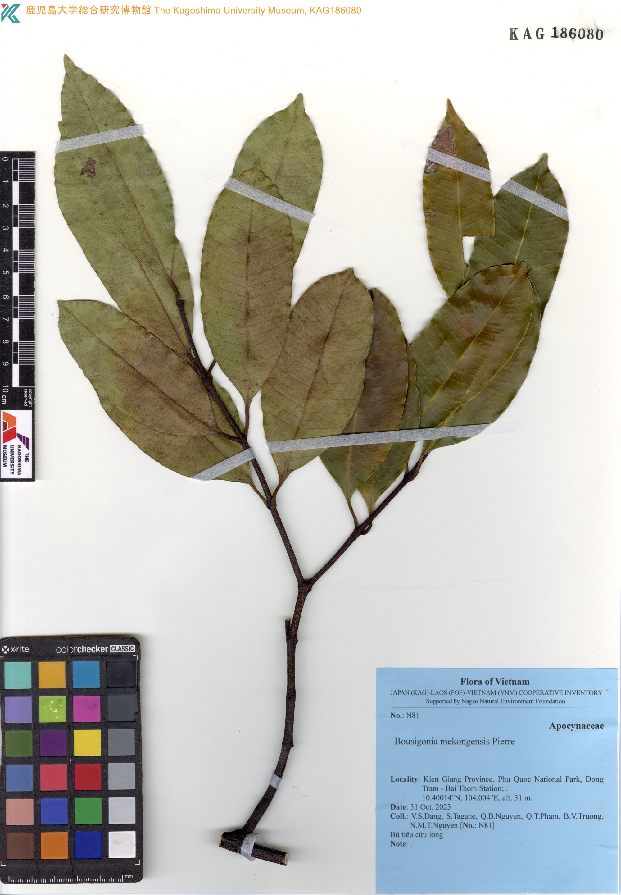 Bousigonia mekongensis (Bousigonia mekongensis)