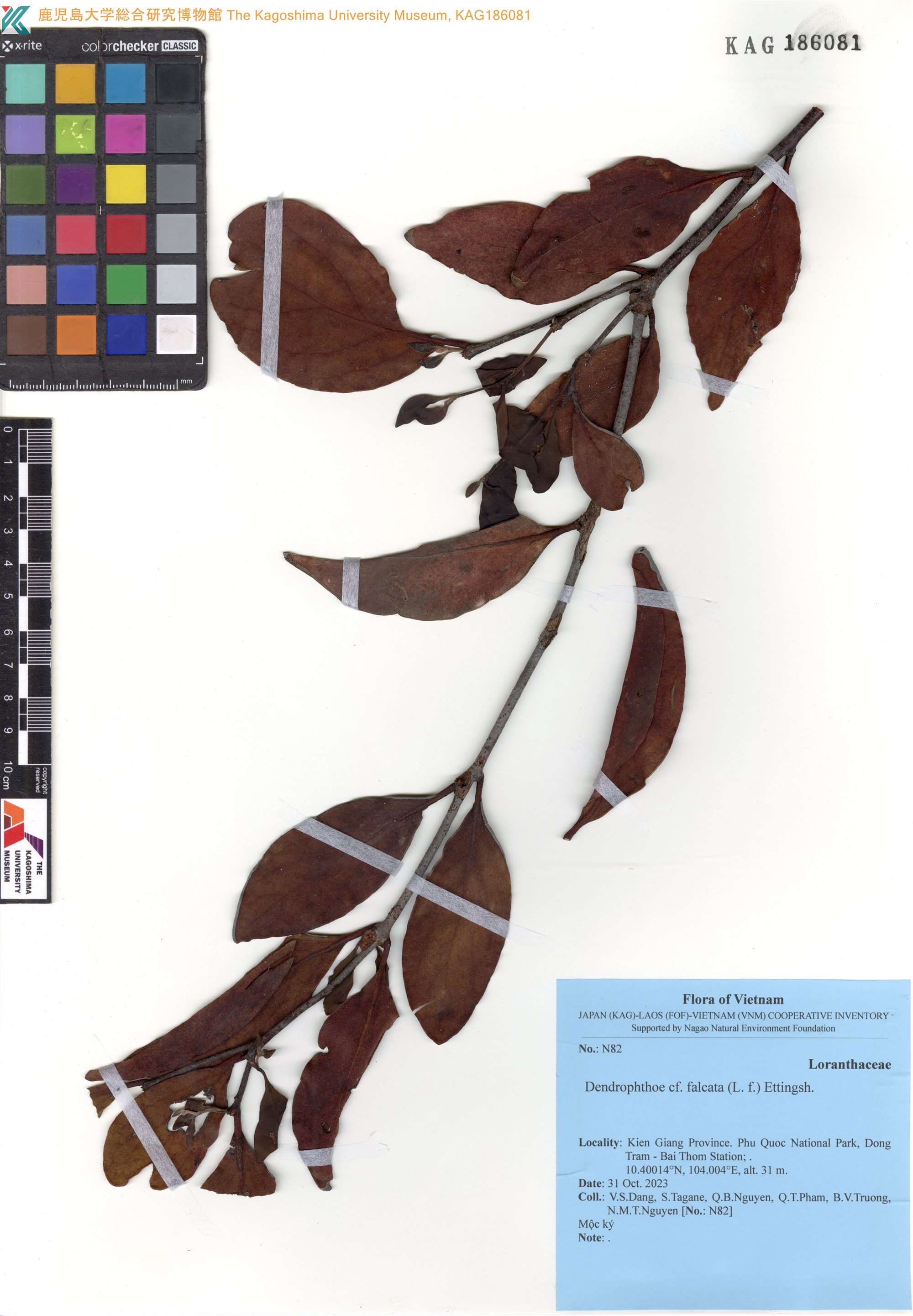 Dendrophthoe falcata (Dendrophthoe falcata)