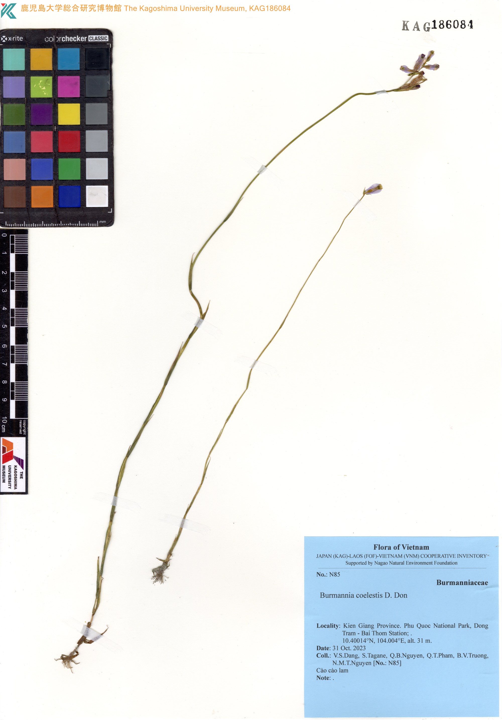 Burmannia coelestis (Burmannia coelestis)