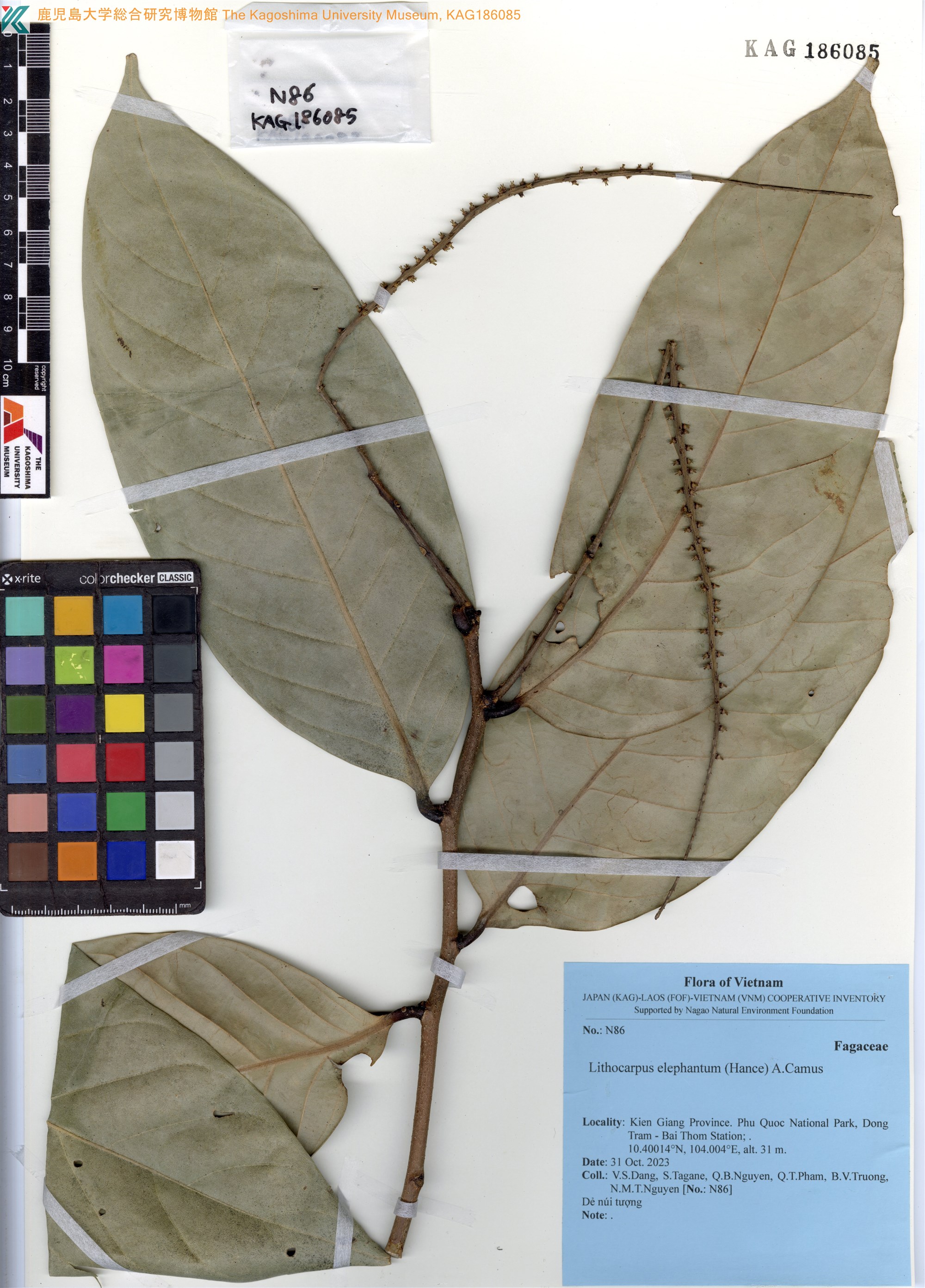 Lithocarpus elephantum (Lithocarpus elephantum)