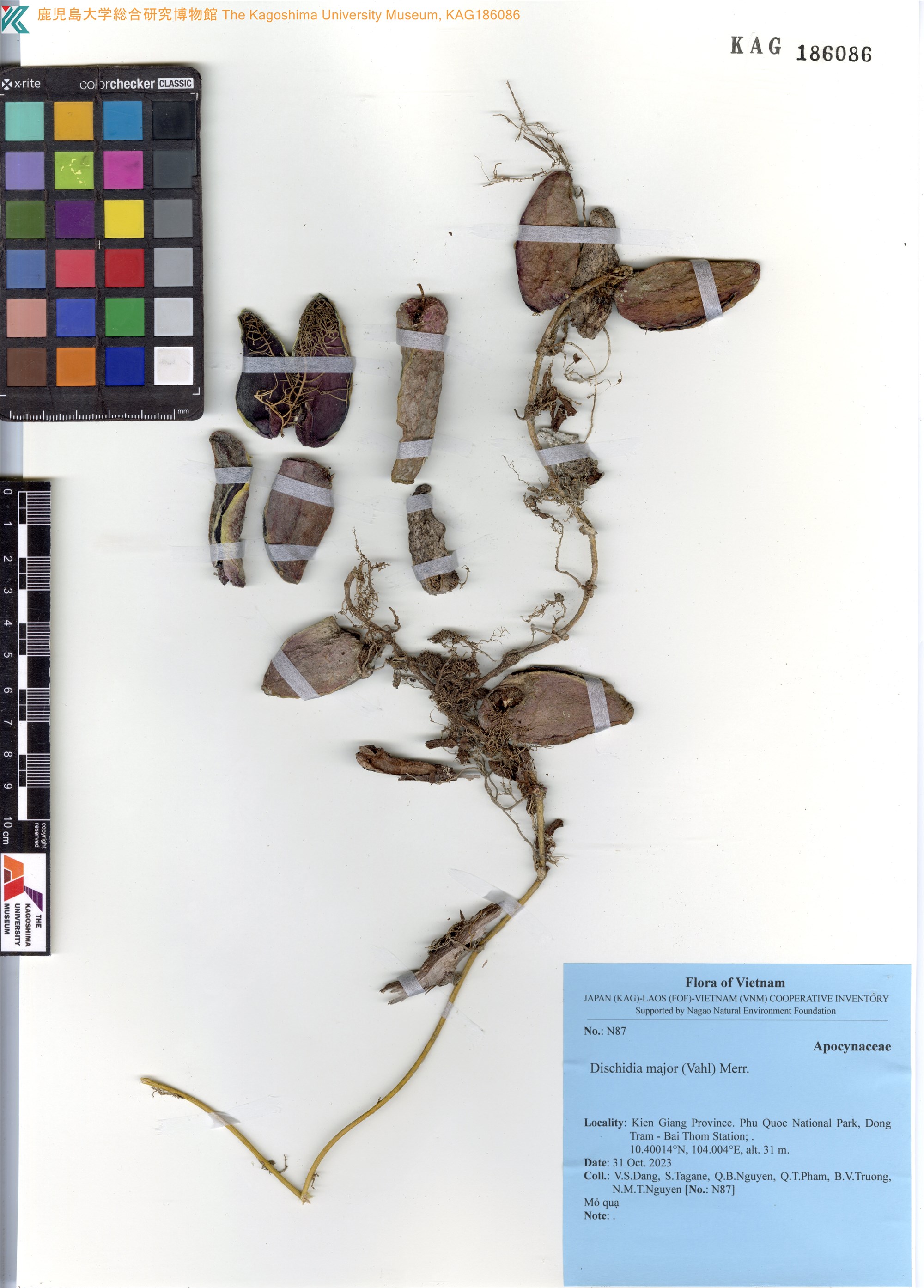 Dischidia major — ảnh 2