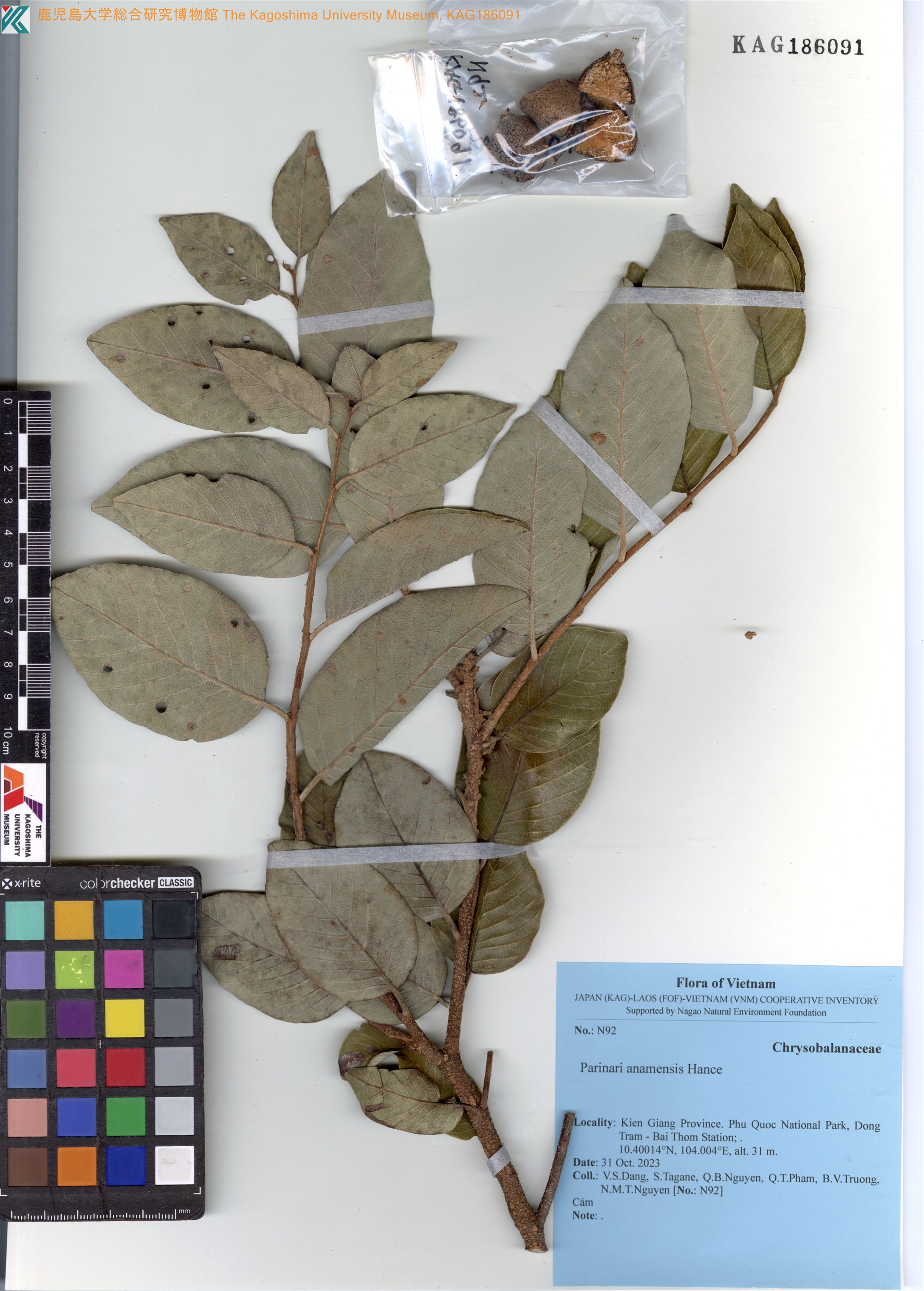 Parinari anamensis — ảnh 2
