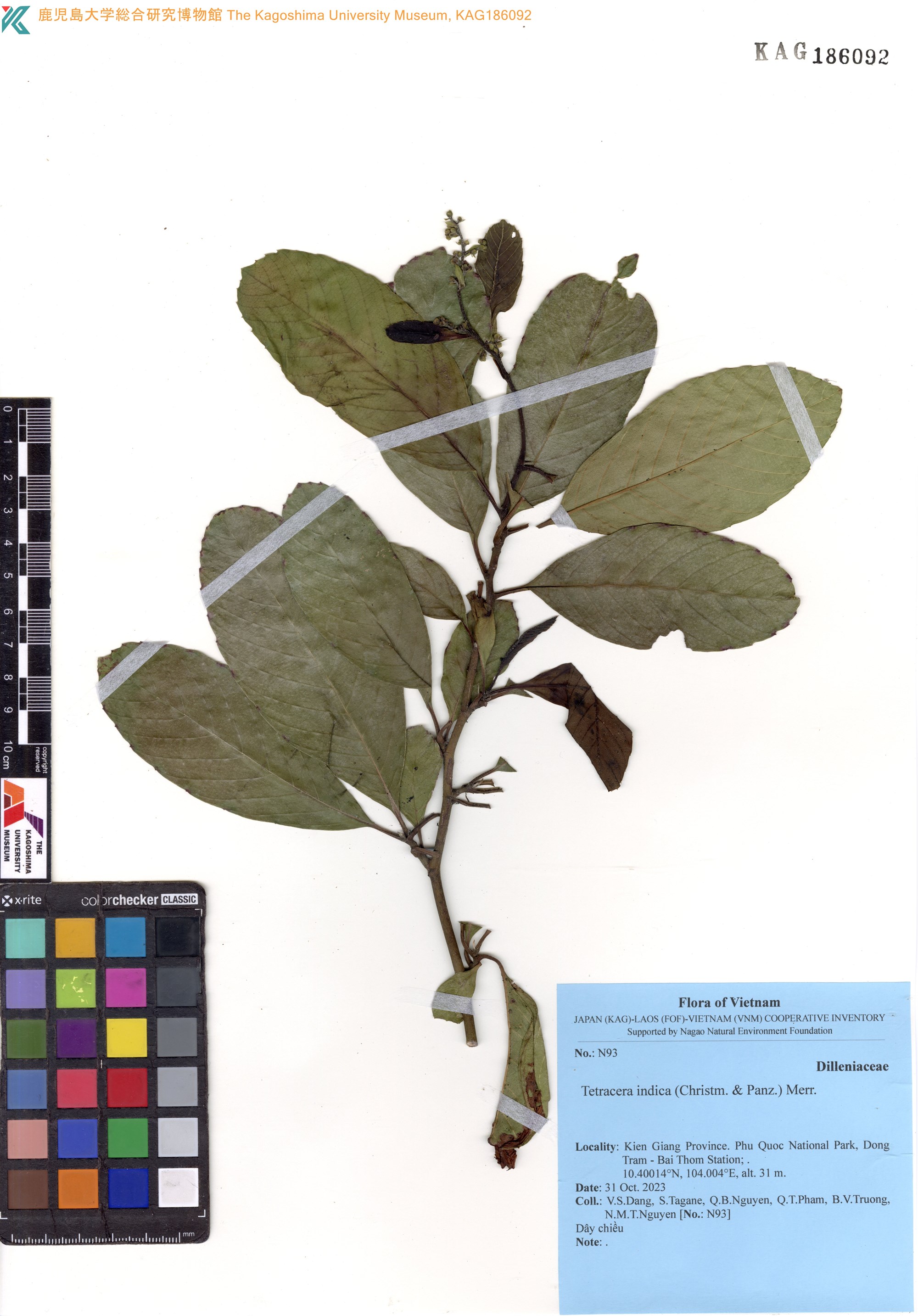 Tetracera indica (Tetracera indica)