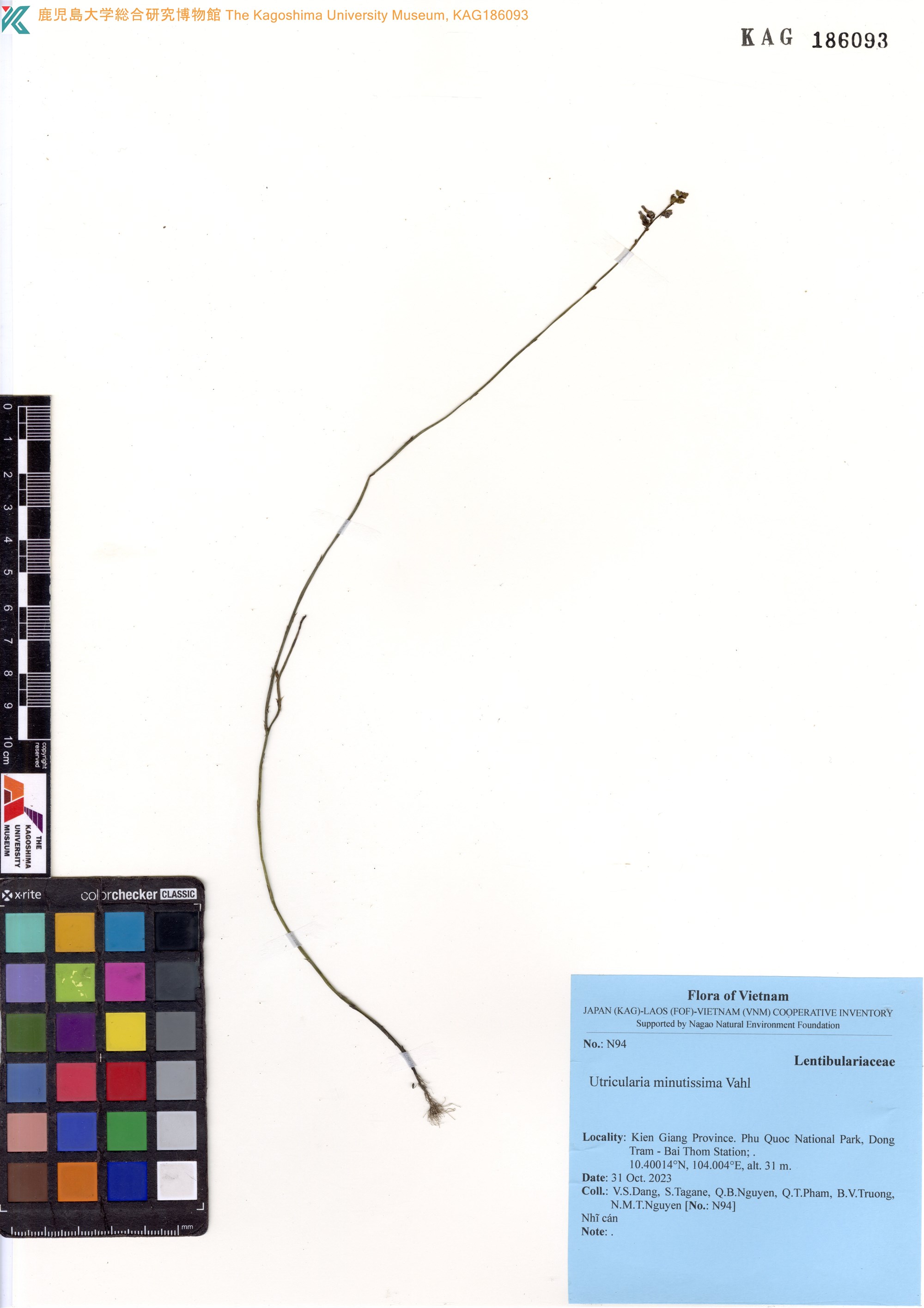 Utricularia minutissima (Utricularia minutissima)