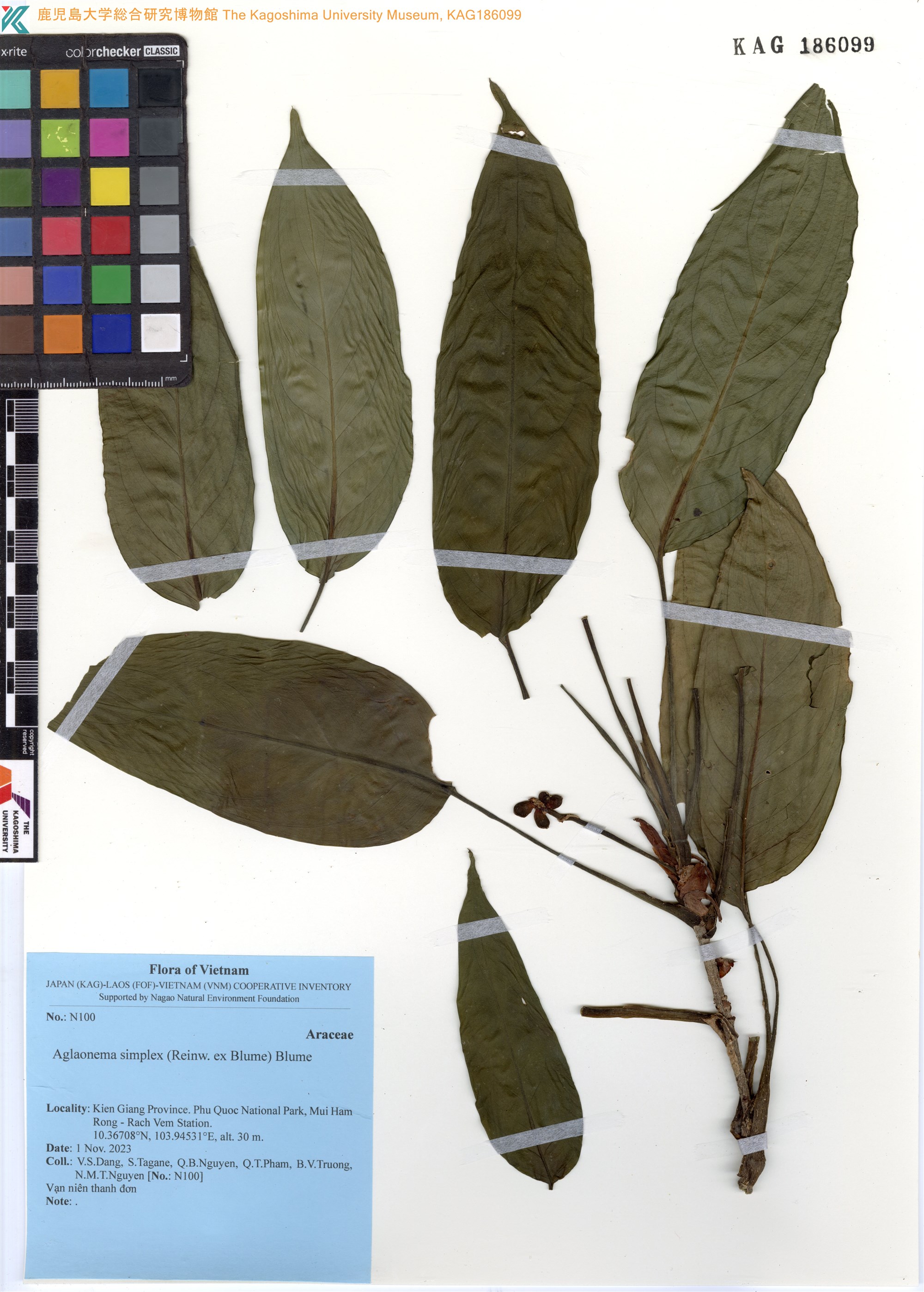 Aglaonema simplex (Aglaonema simplex)