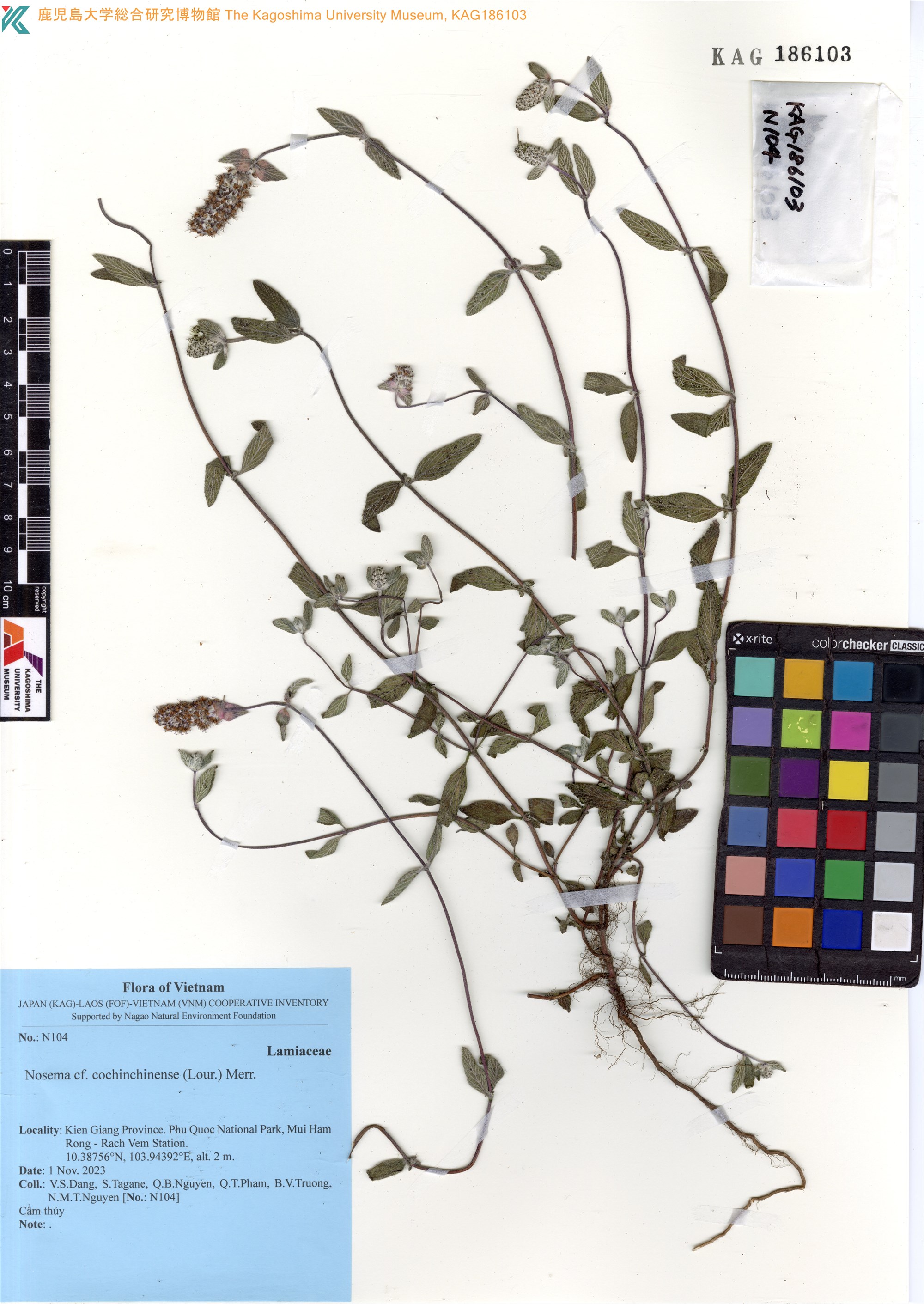 Platostoma cochinchinense (Platostoma cochinchinense)