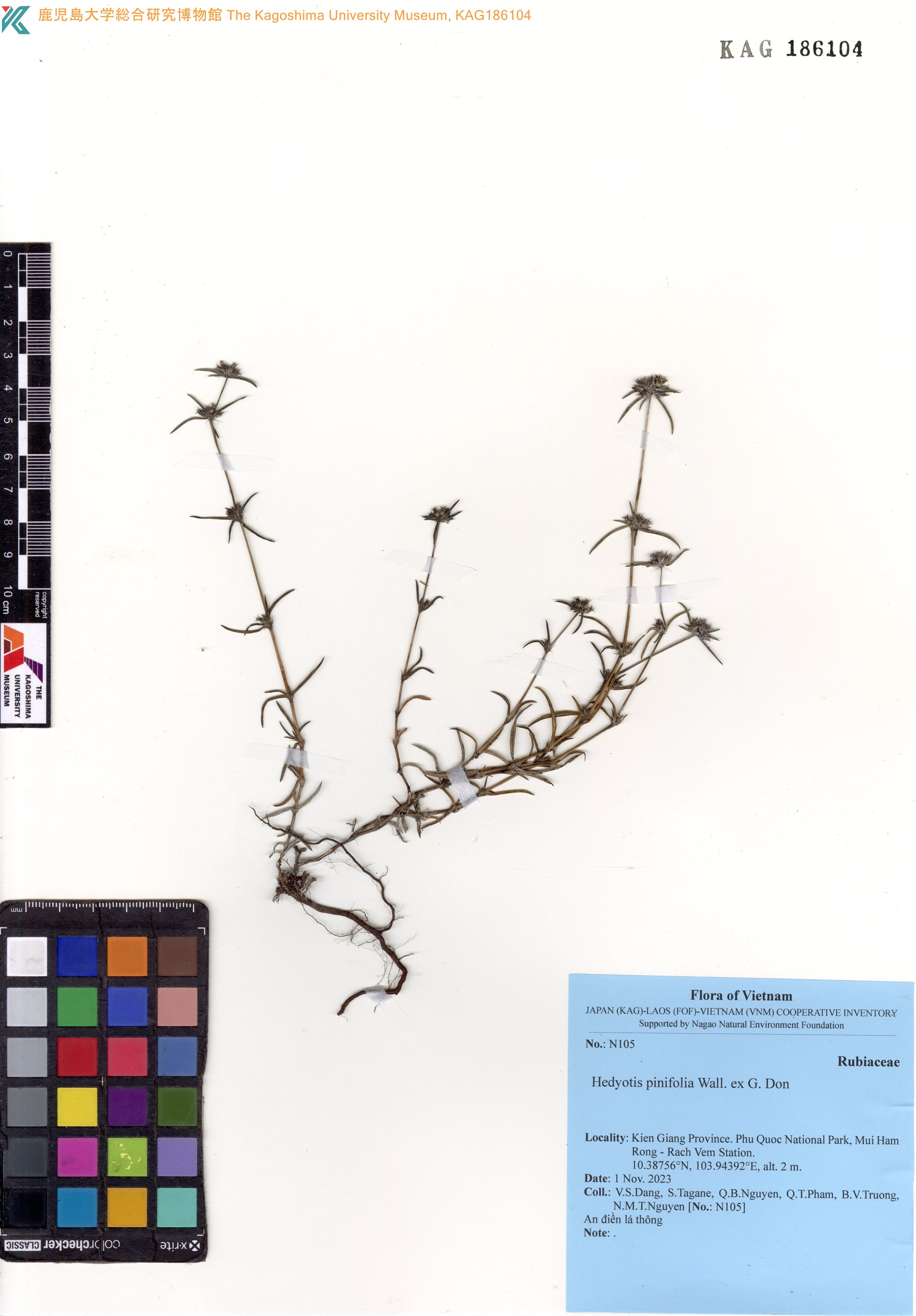 Scleromitrion pinifolium — ảnh 2