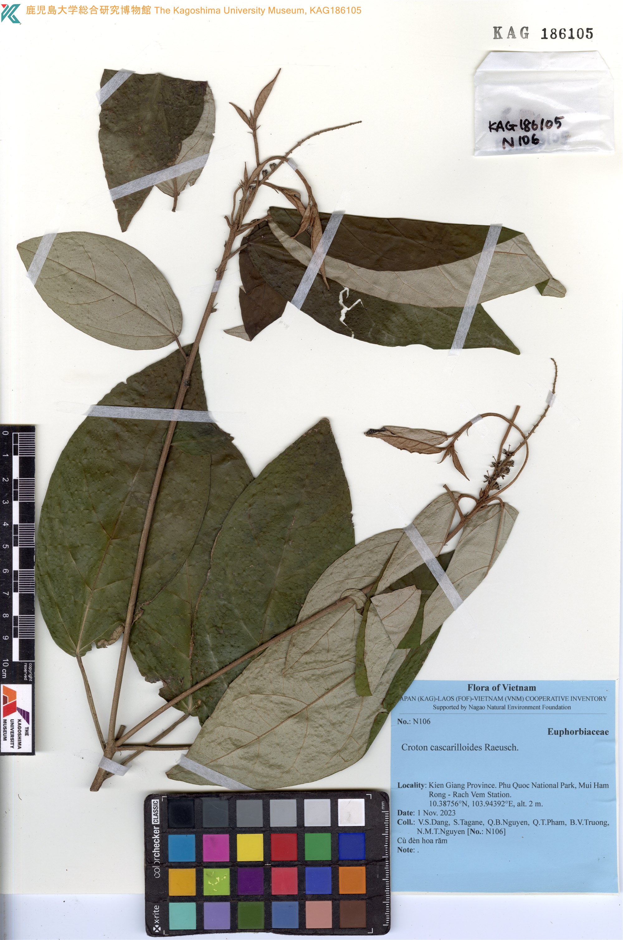 Croton cascarilloides — ảnh 2