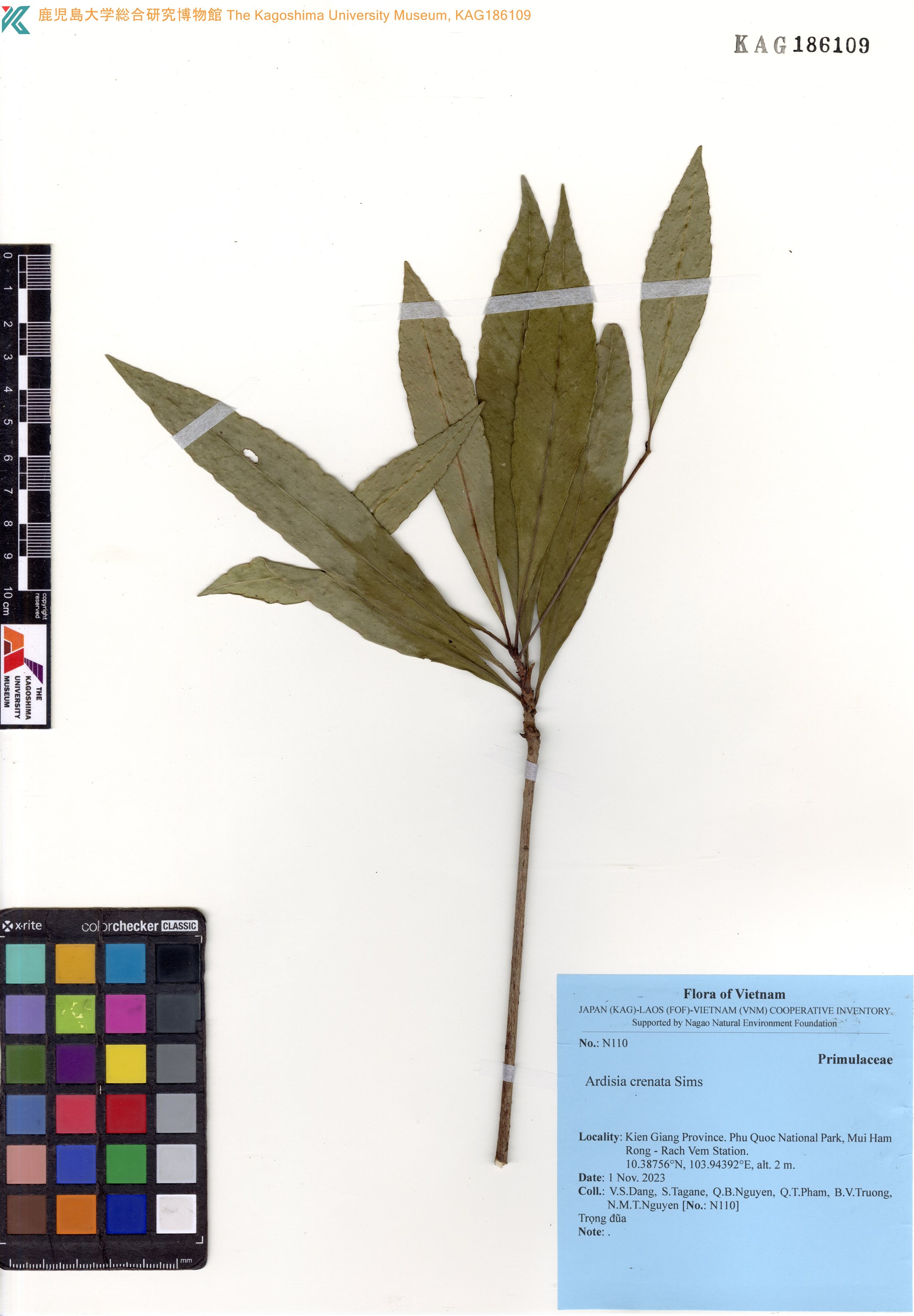 Ardisia crenata (Ardisia crenata)