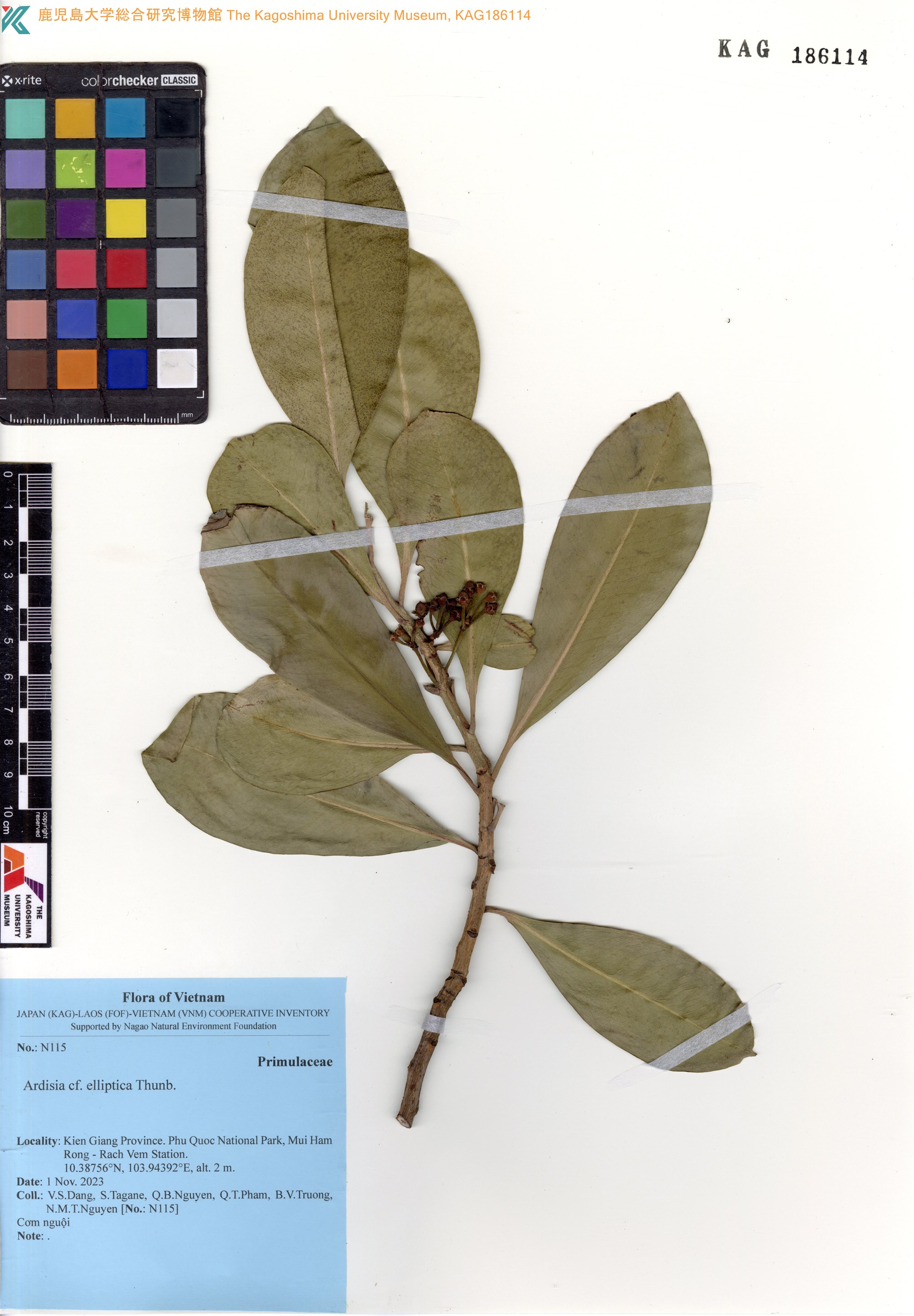 Ardisia elliptica (Ardisia elliptica)