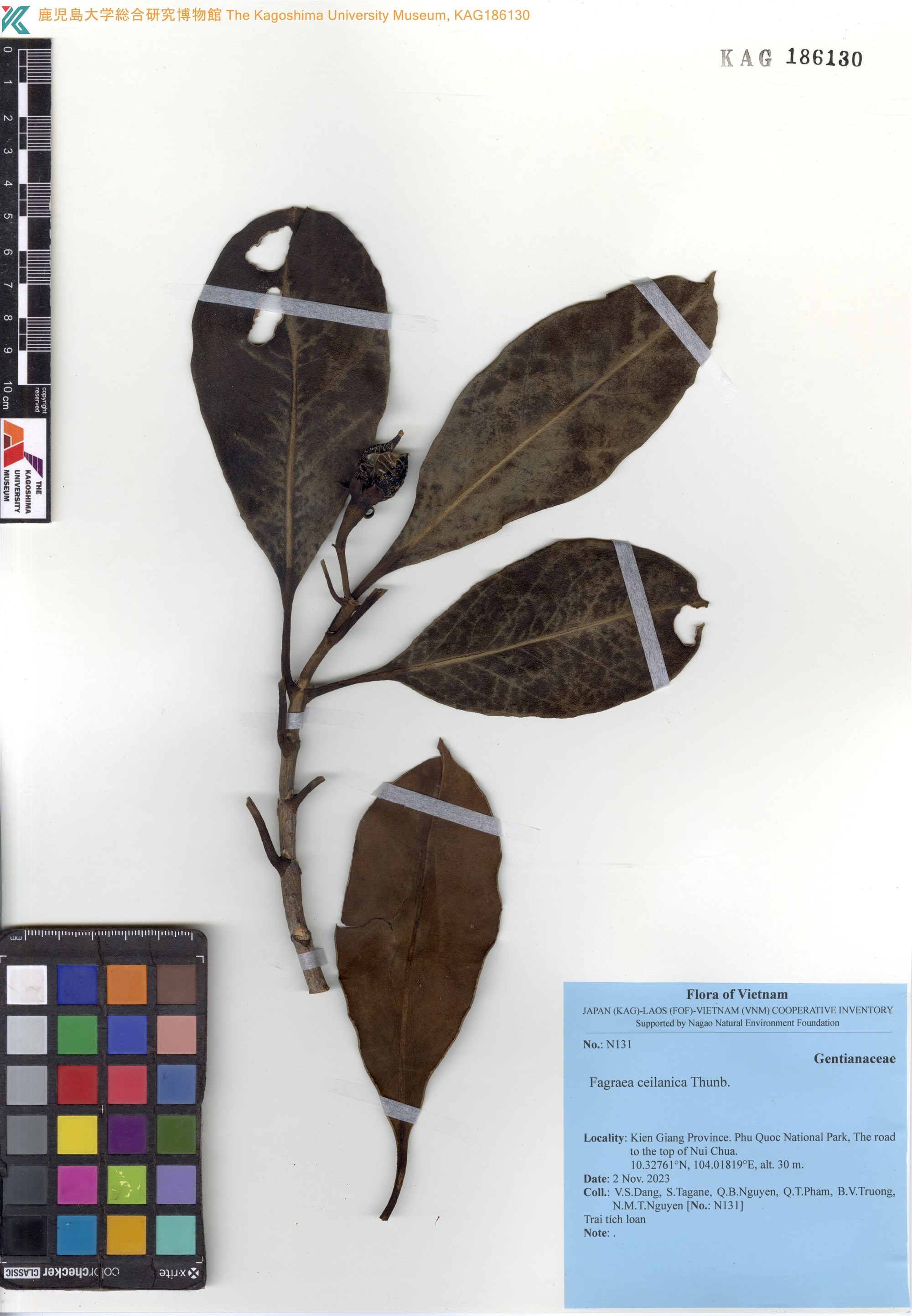 Fagraea ceilanica (Fagraea ceilanica)