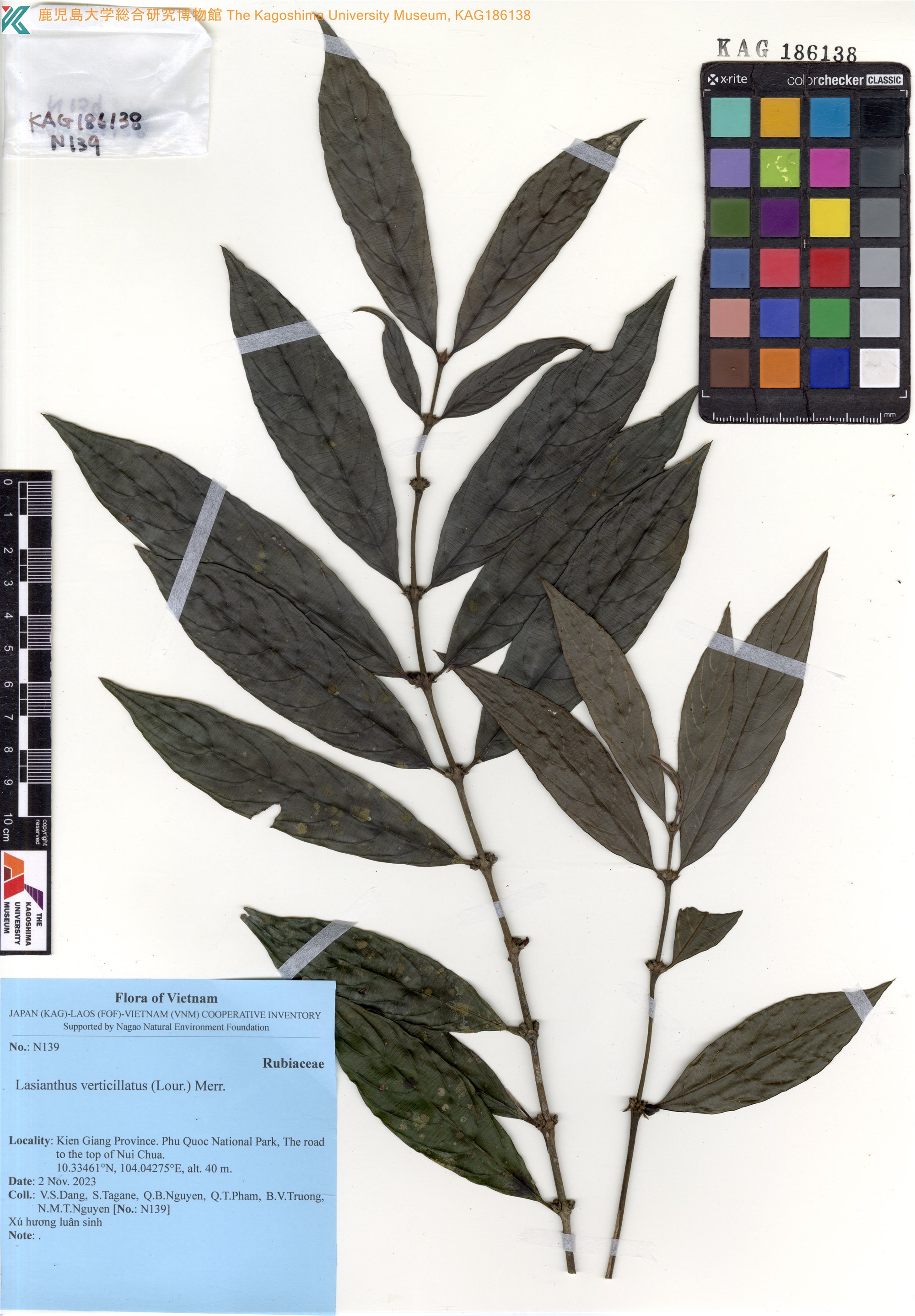 Lasianthus verticillatus — ảnh 2