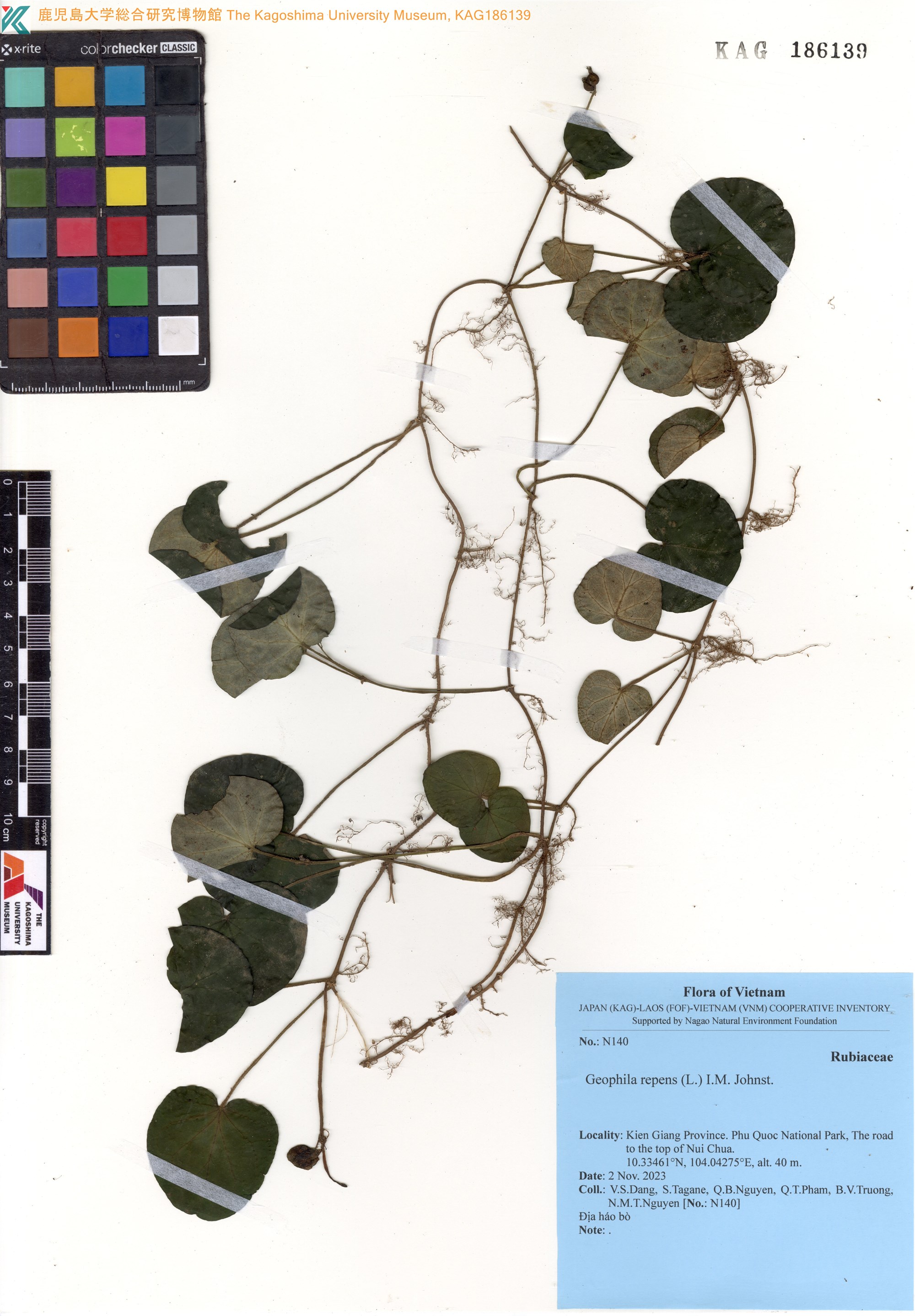 Geophila repens (Geophila repens)