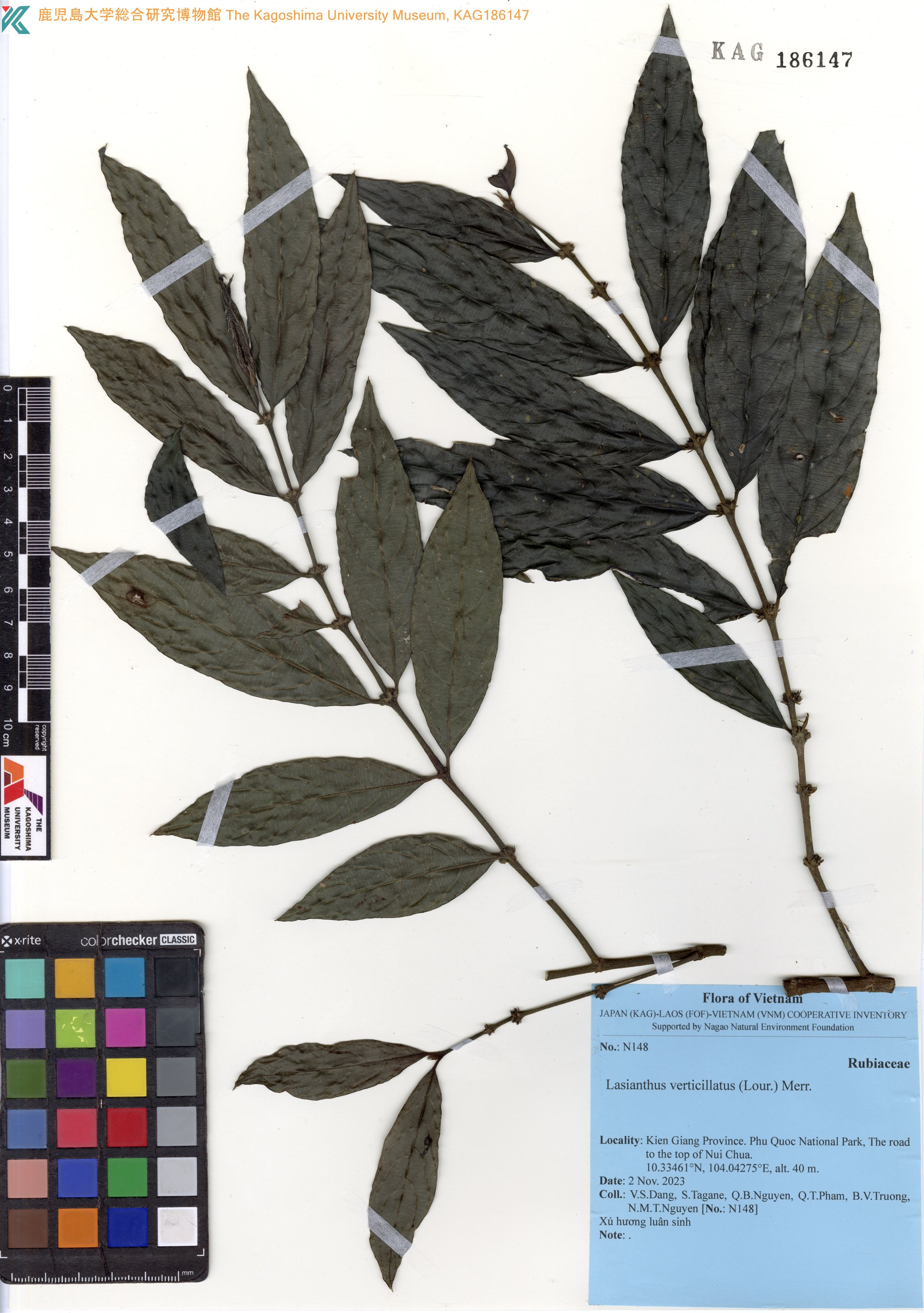 Lasianthus verticillatus (Lasianthus verticillatus)