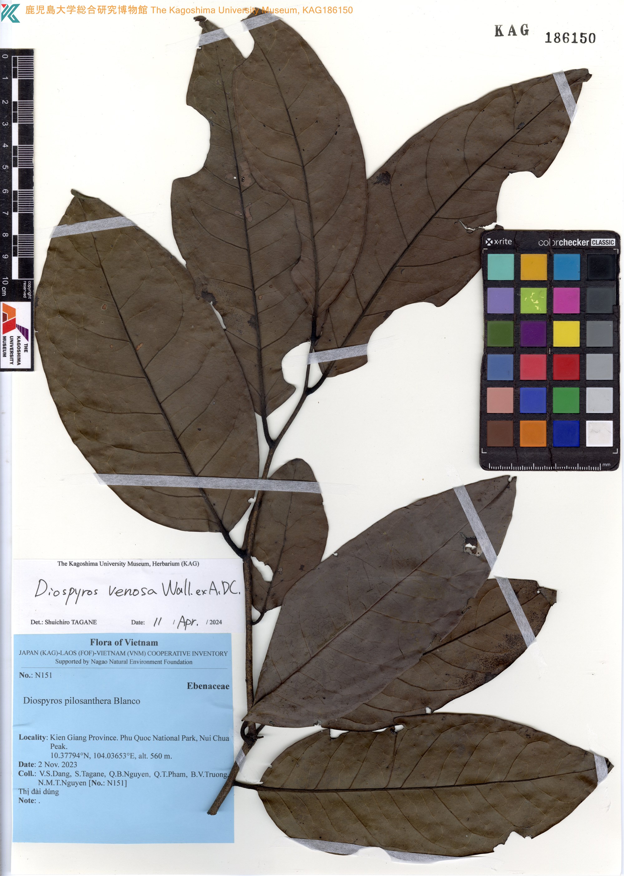 Diospyros venosa — ảnh 2